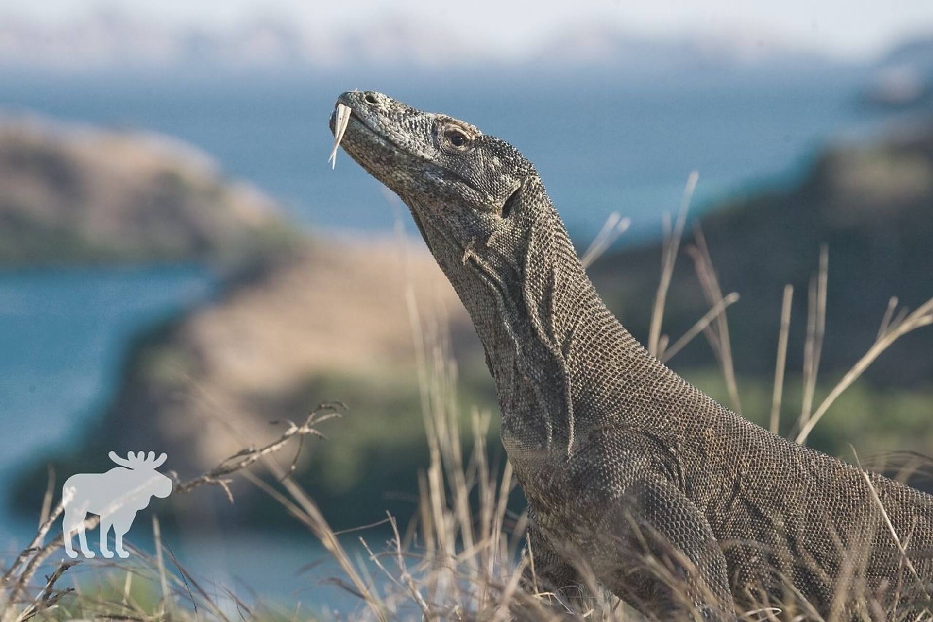 科摩多巨蜥,也叫做科摩多龙,属于巨蜥科巨蜥属,是现存世上体型最大的