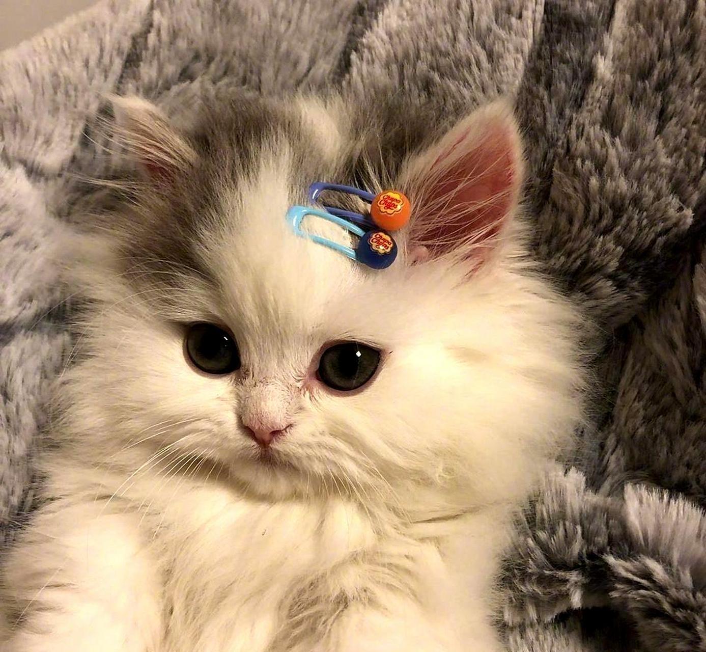 这只戴着发卡的小猫咪,实在是太可爱了!