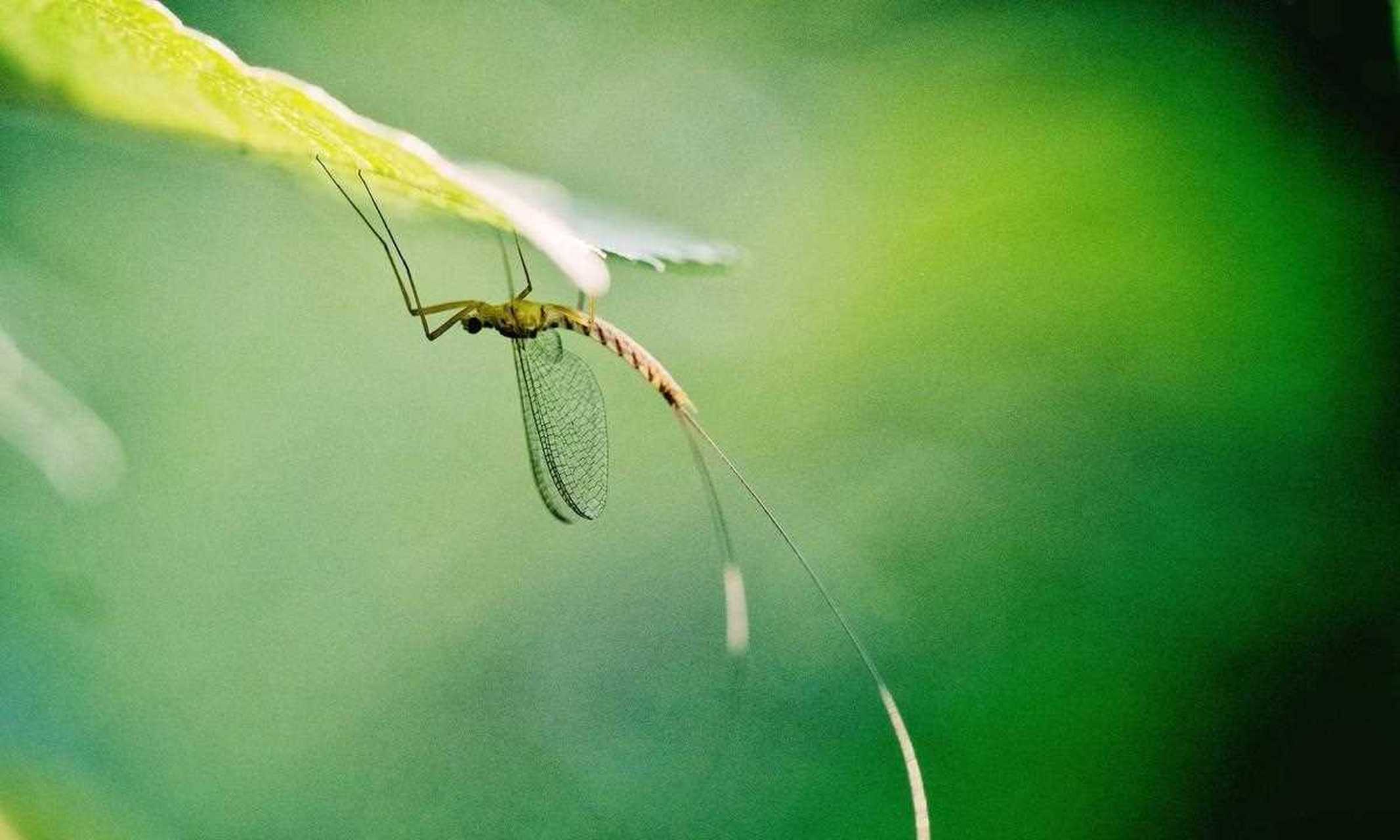 雅乐之舞又名花叶银公孙树,为锦斑变异品种.