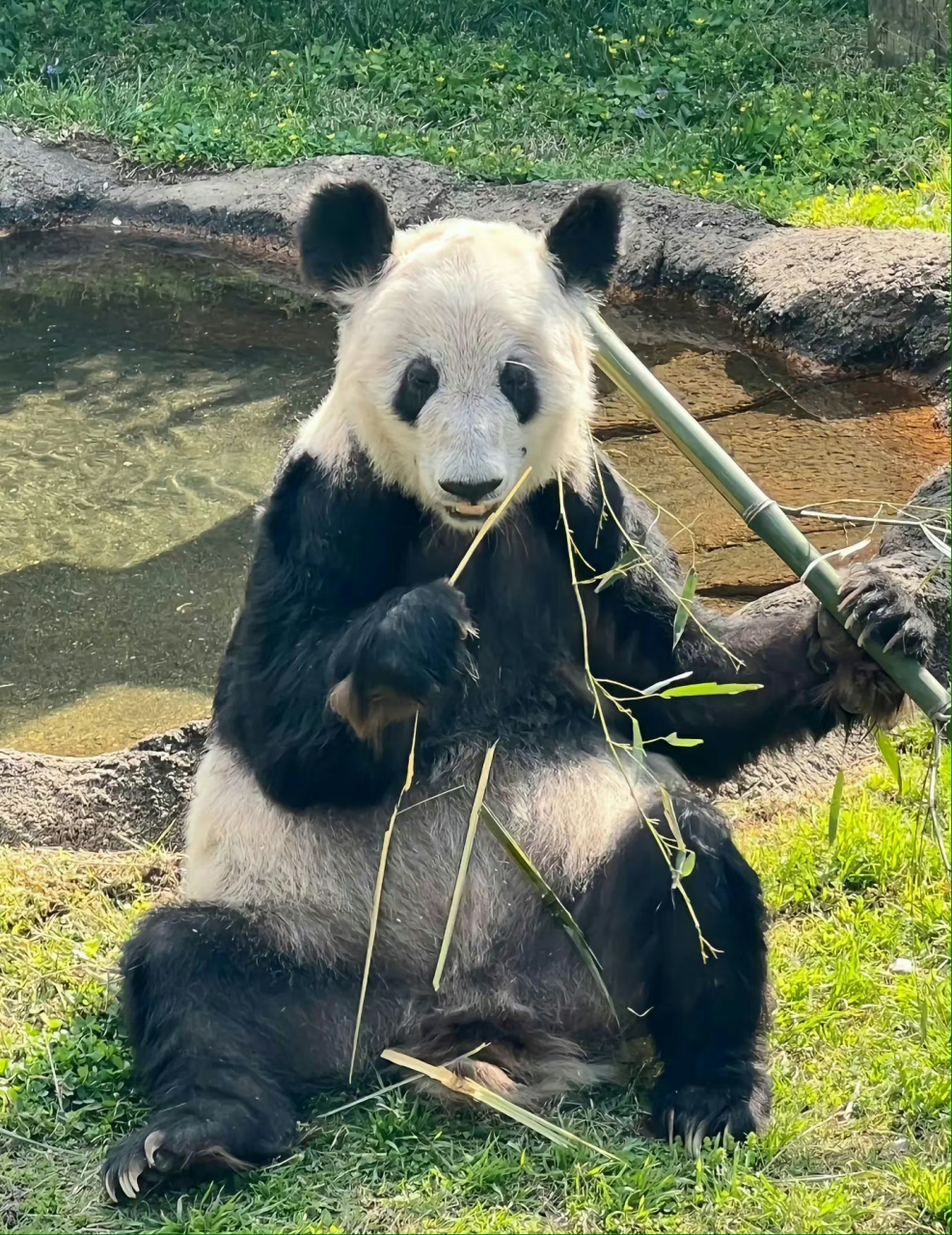 旅居美国大熊猫丫丫启程回国# 丫丫,乐乐终于回来了,之后就是美香添