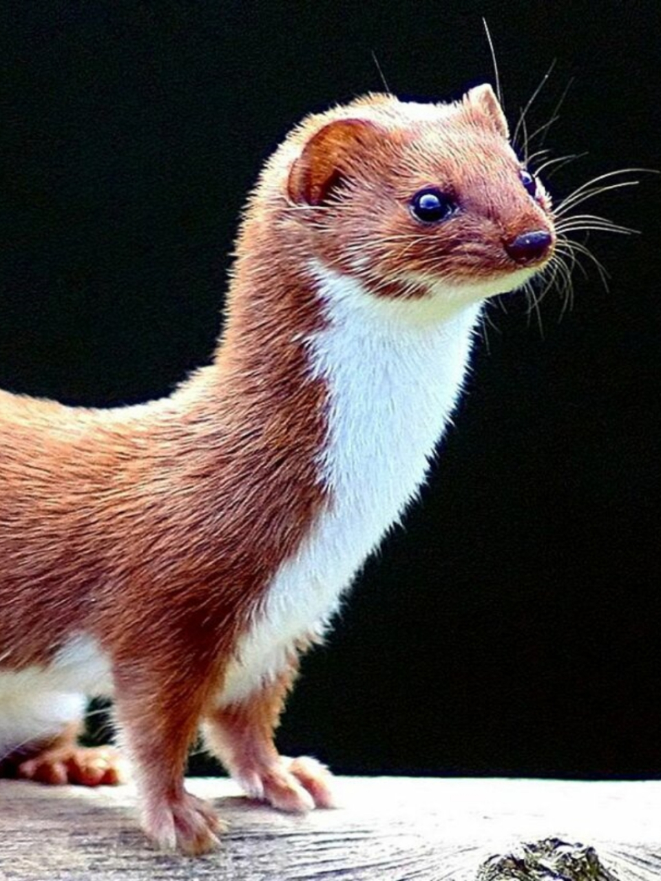 学名为白鼬,别称有扫雪鼬,短尾鼬,短尾黄鼠狼