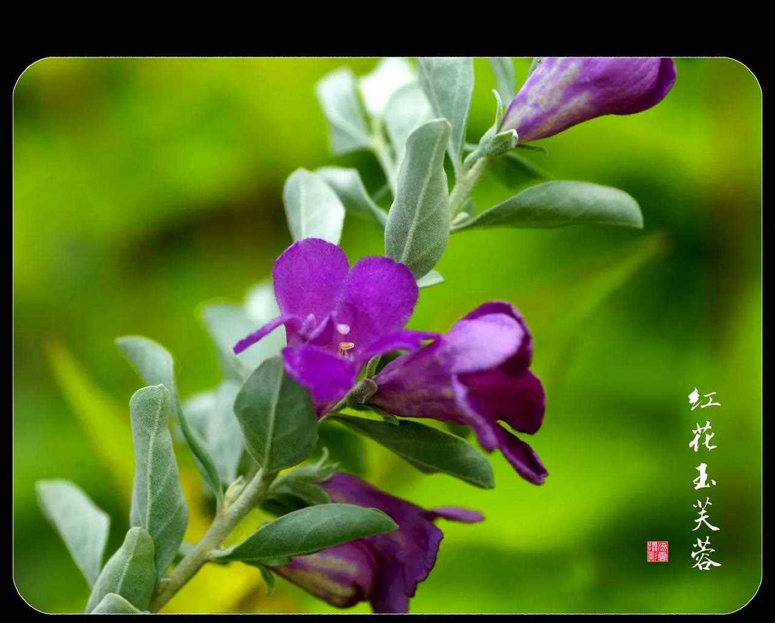 *红花玉芙蓉* 新认识一种小花"玉芙蓉",名字很美,花也漂亮.