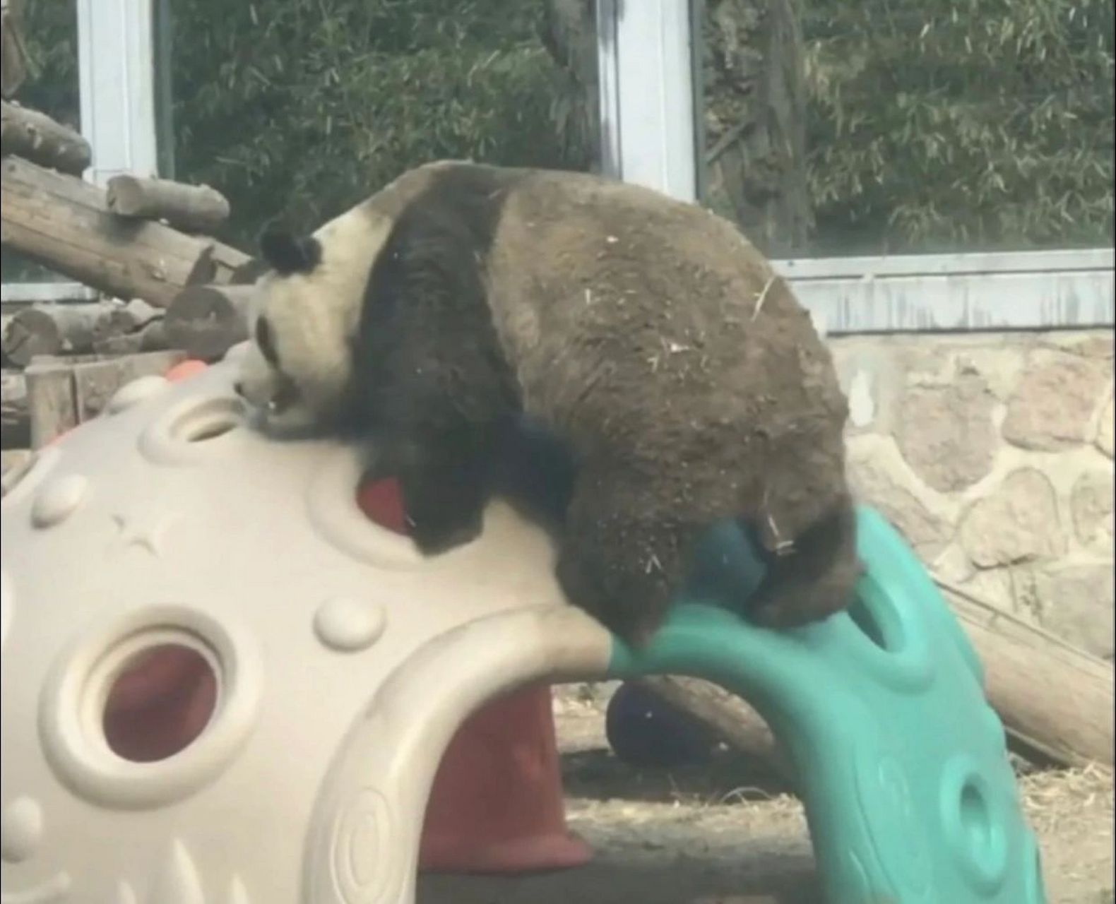 萌兰:姨姨们 我去挖煤回来啦