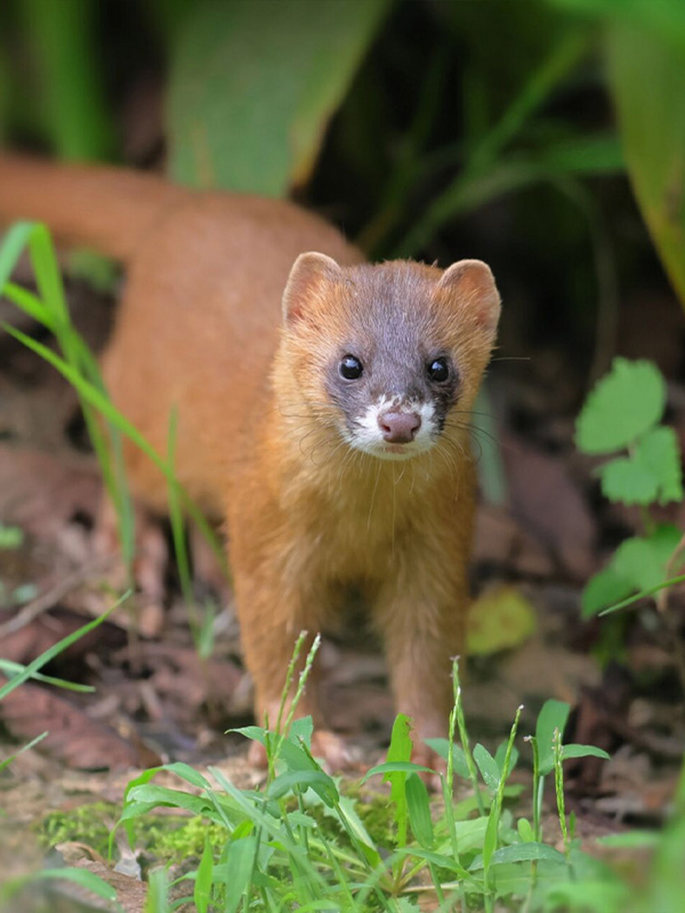 中午本想拍荷花小翠,但一只黄鼬出现在附近,跟着这个可爱的精灵,帕怂
