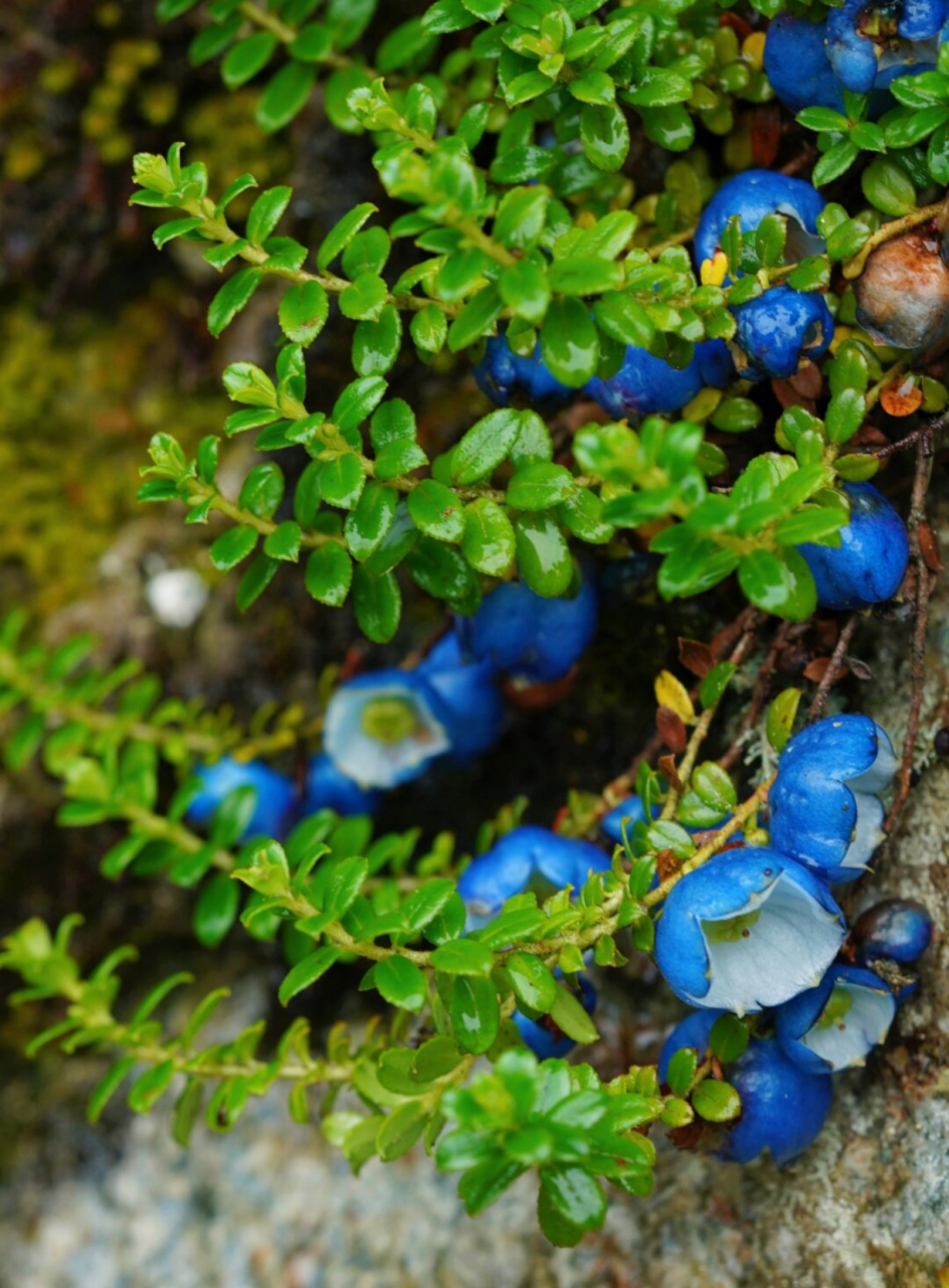 蓝宝石|植物  蓝宝石般的辉煌,在自然界中并不多见,但当你遇到"缘毛萼
