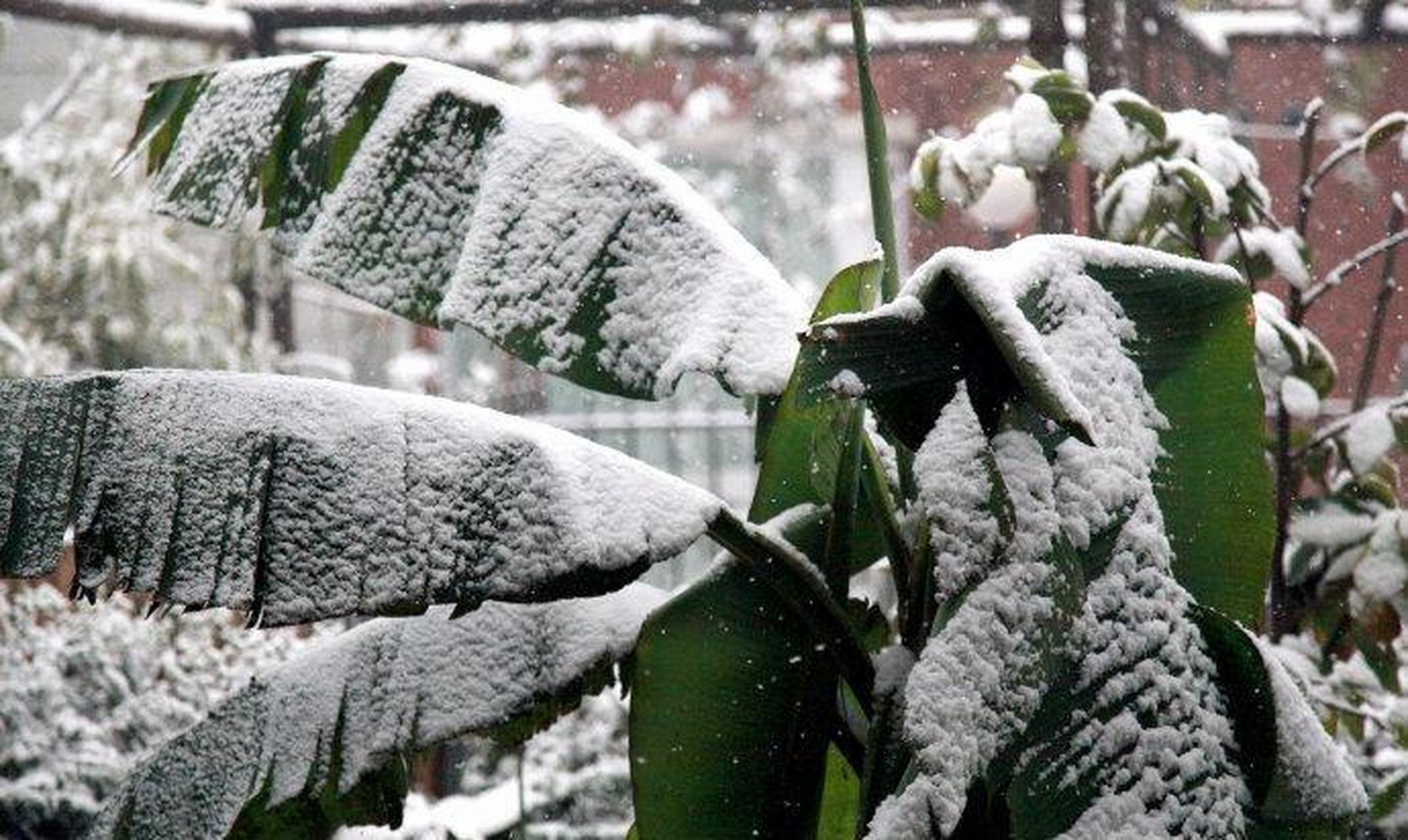 唐代王维,有天突然兴起,画了一幅"雪中芭蕉".