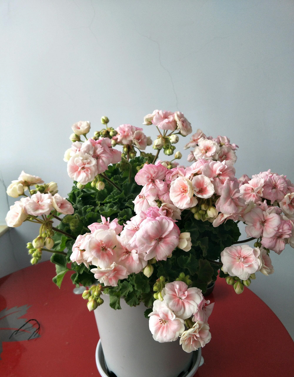 这个品种名叫"国王",花如其名,它在天竺葵界的地位就堪比国王,人见人