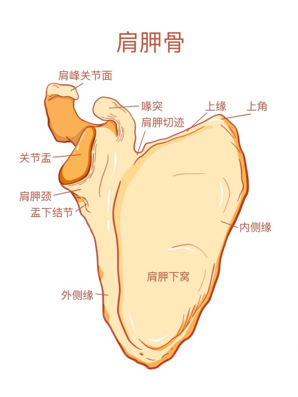 肩胛骨骨折外侧缘入路图片