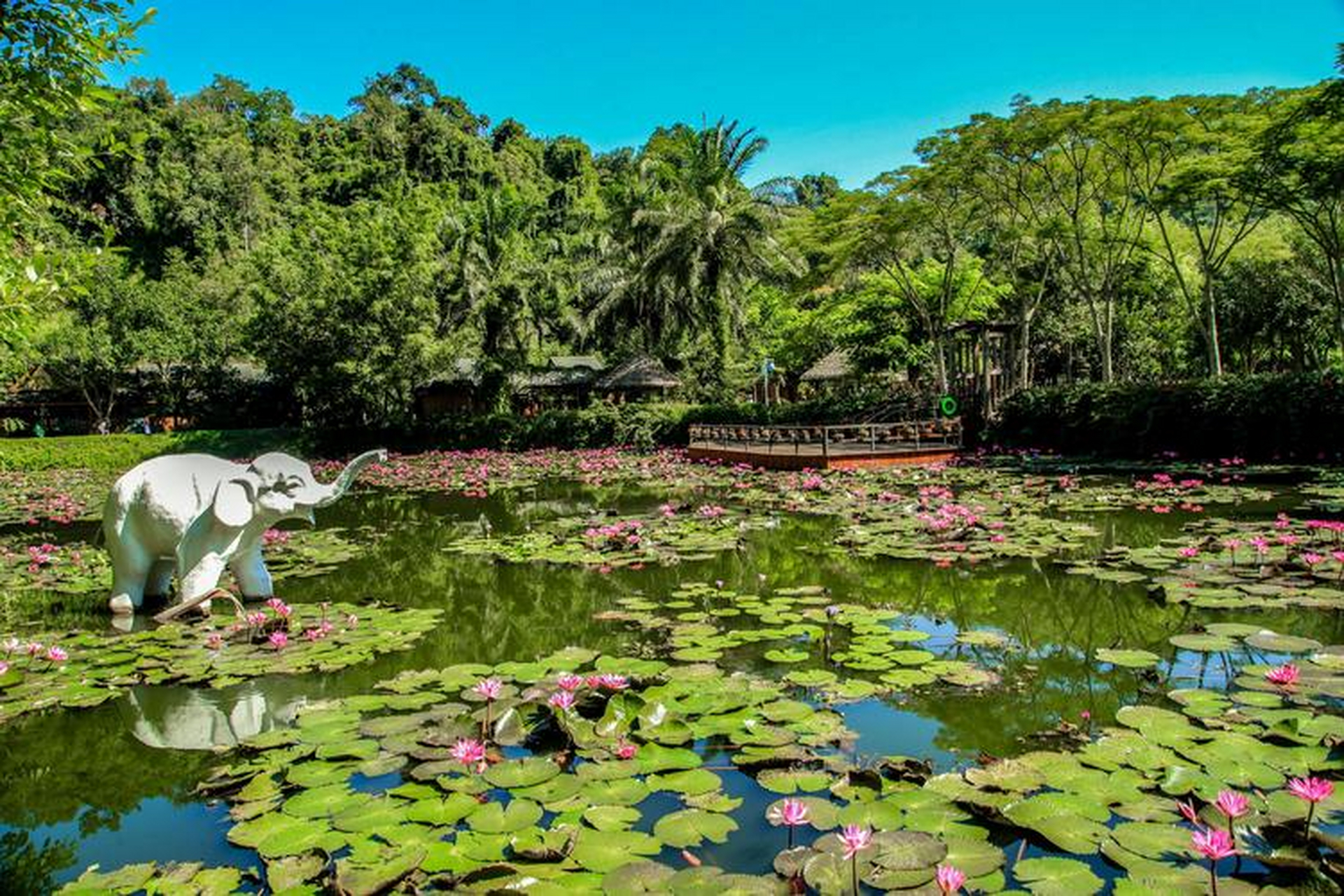 云南西双版纳:是拥有中国唯一的热带雨林自然保护区,更甚至是联合国