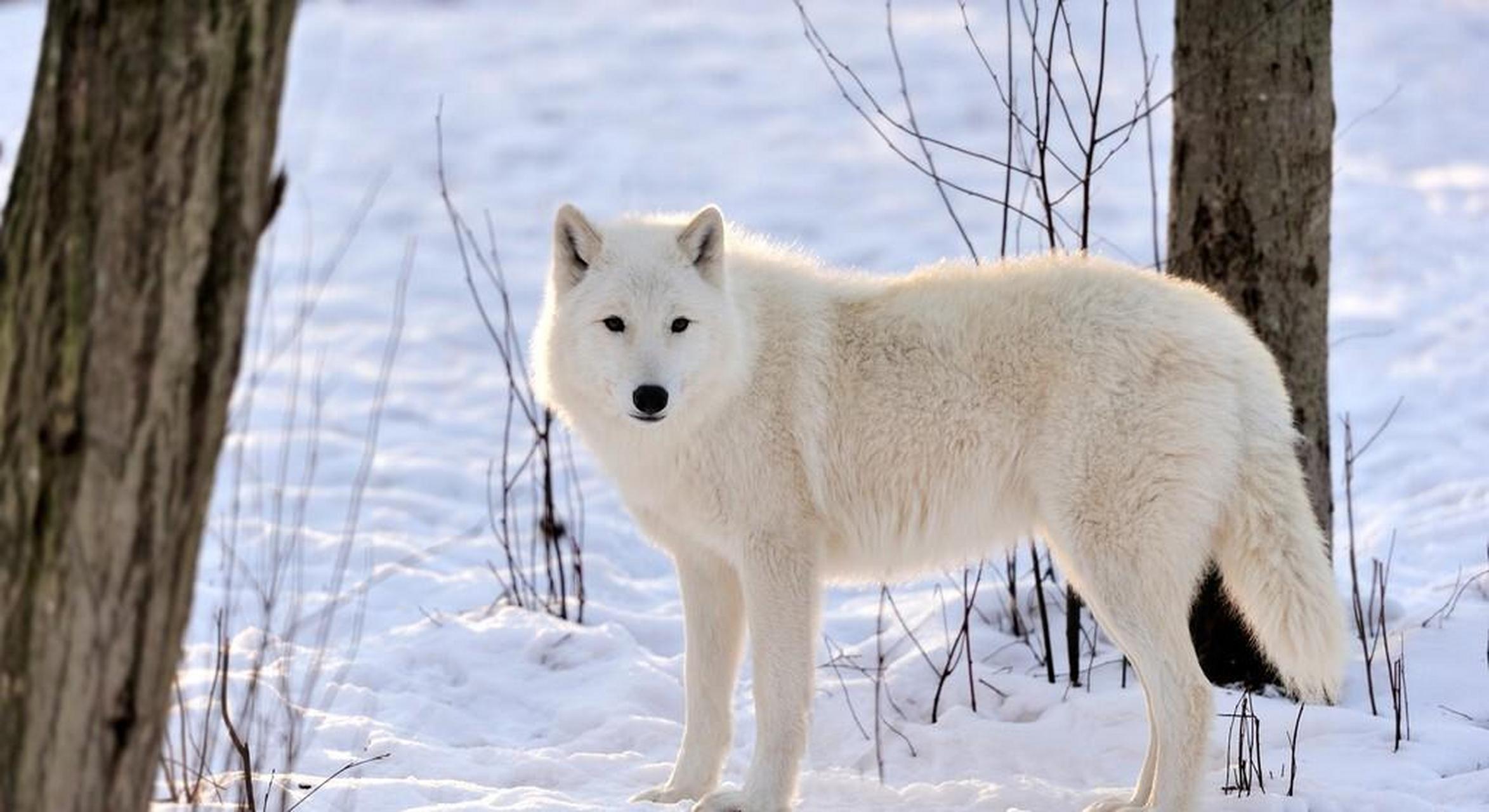 雪狼之悲「动物故事」 故事发生在几十年前的北方地区.