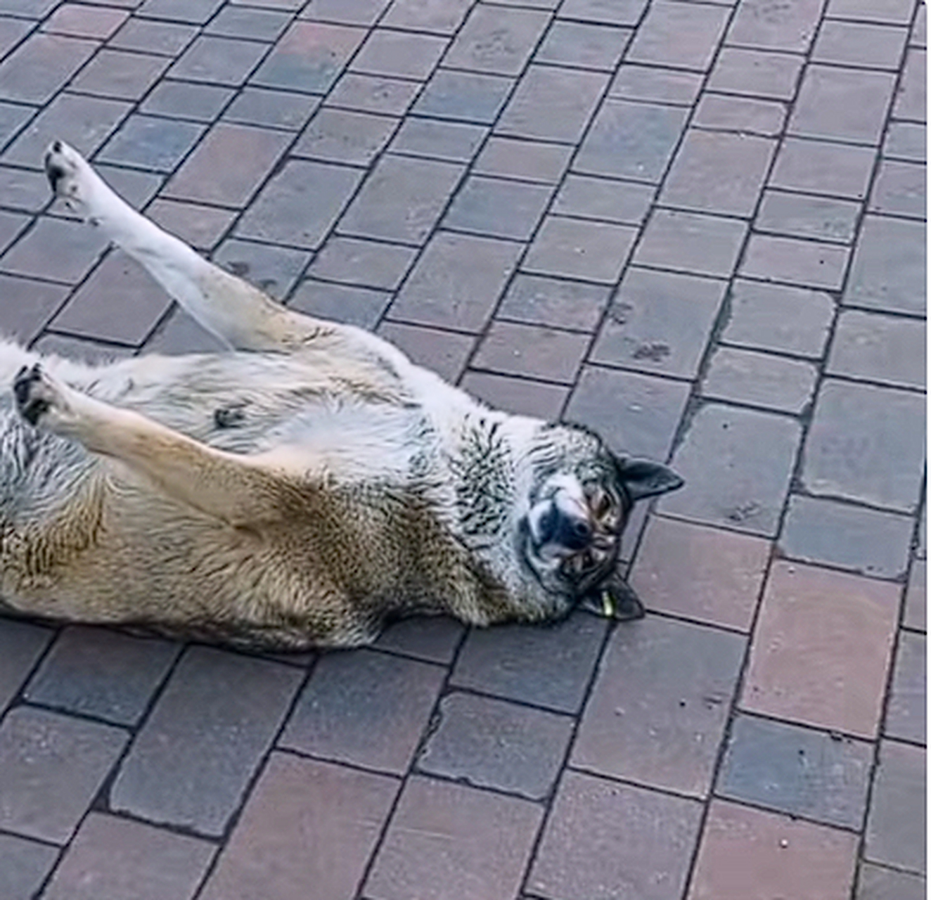 偷狗药狗的怎么判,一会的功夫狗子就不行了.该死的偷狗贼!