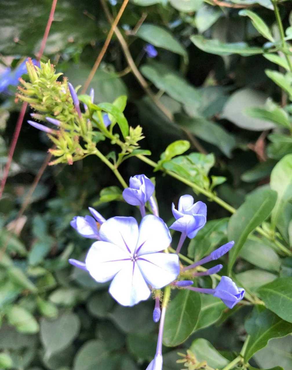 别名蓝雪花,蓝花矶松,蓝茉莉.
