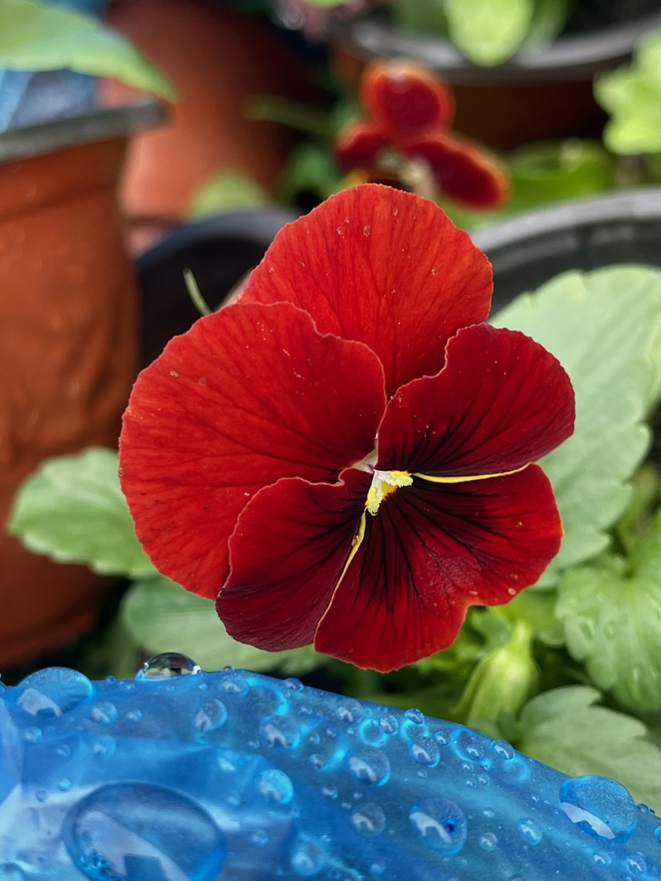 三色堇 红色三色堇花语是"思虑,思念",属性火. #养花# #三色堇