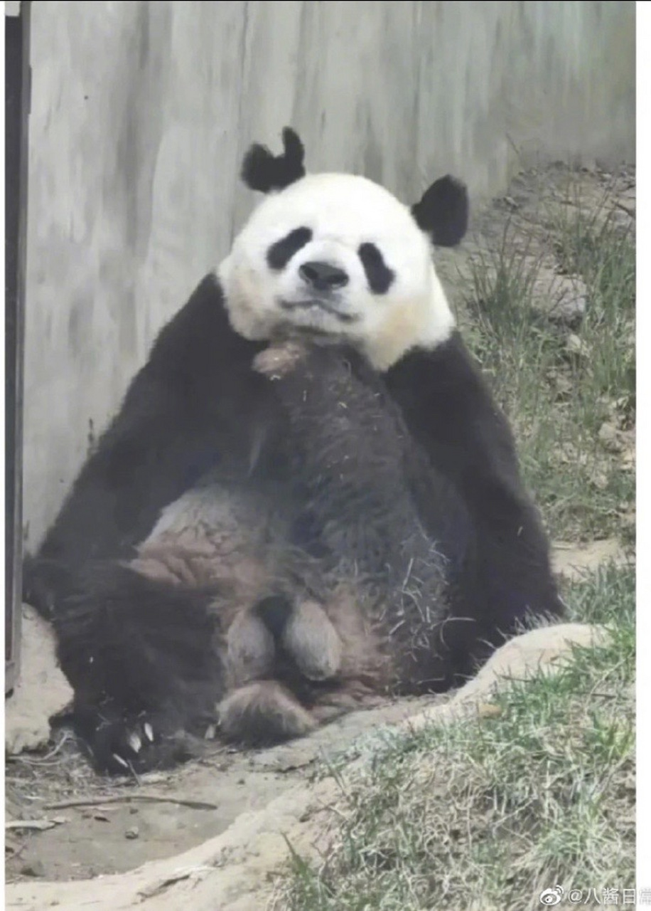 陕西猫猫阿宝独步猫圈的武林绝技:用脚托腮一直没有火起来;倒是拜它所