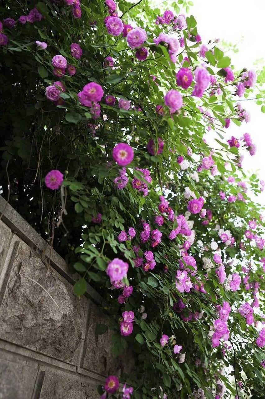 石家锦幛依然在,闲倚狂风夜不收.