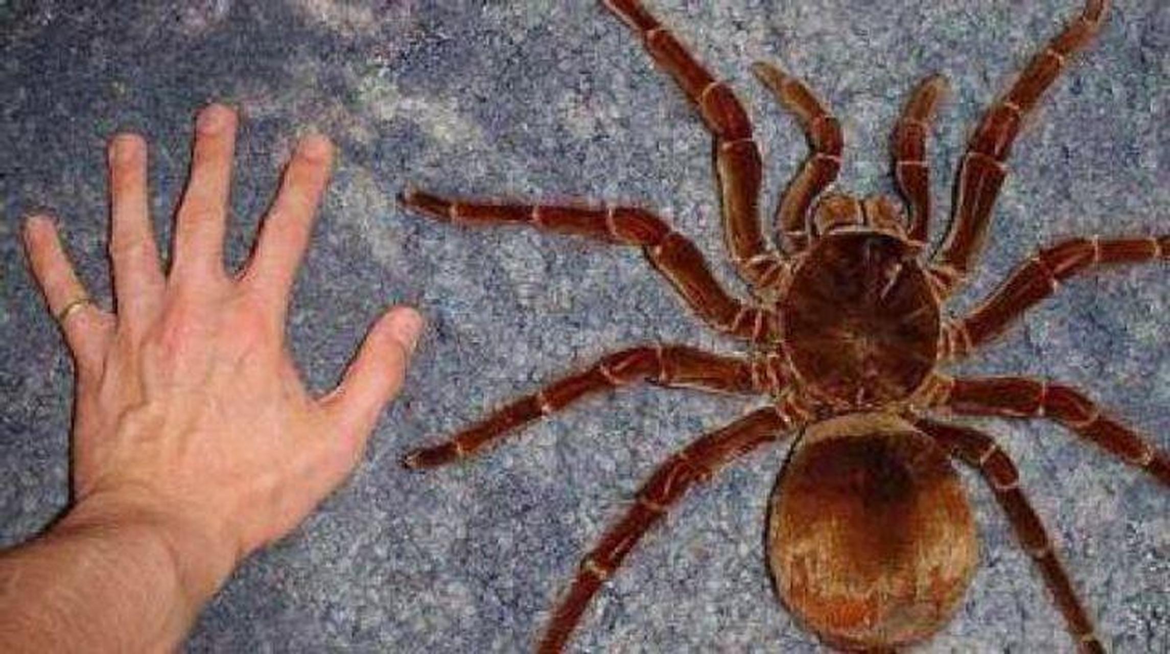 世界上最大的蜘蛛:巨人捕鸟蛛.要是在家里发现这个你会是什么反应?