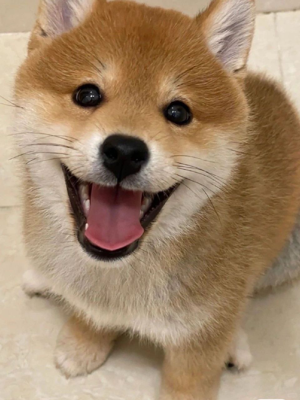 柴犬468带回家	 最近有朋友想要养柴犬,我就分享了一些养柴犬的经验和