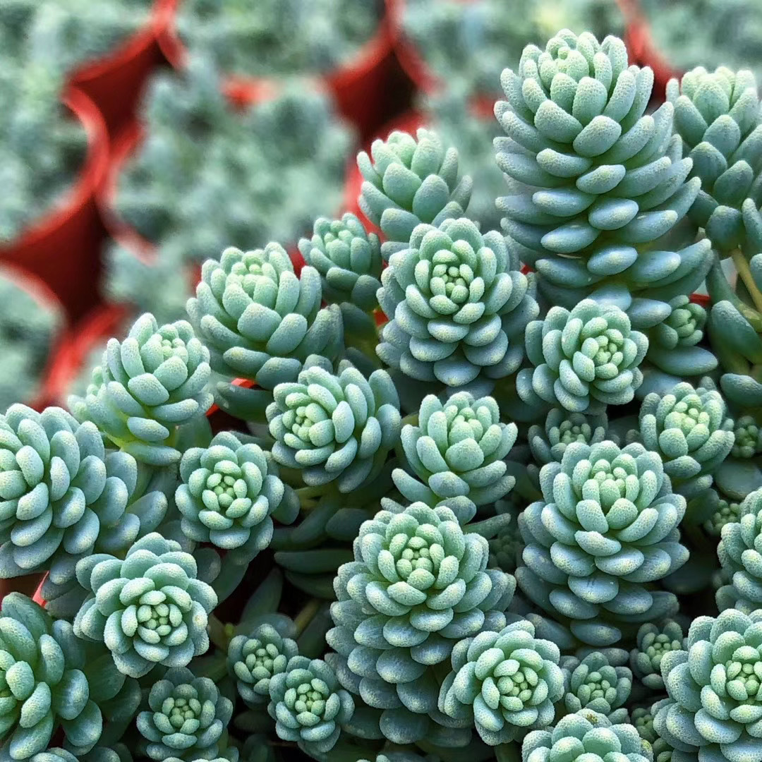 姬星美人是一种多肉植物,原产于西亚和北非的干旱地区,喜欢充足的阳光