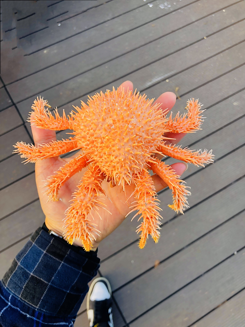 可爱的小刺球 生物名:栗刺仿石蟹 外文名:paralomis hystrix