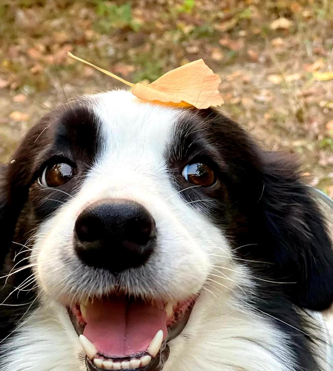 狗勾的情绪直接显现在它们的微笑脸上