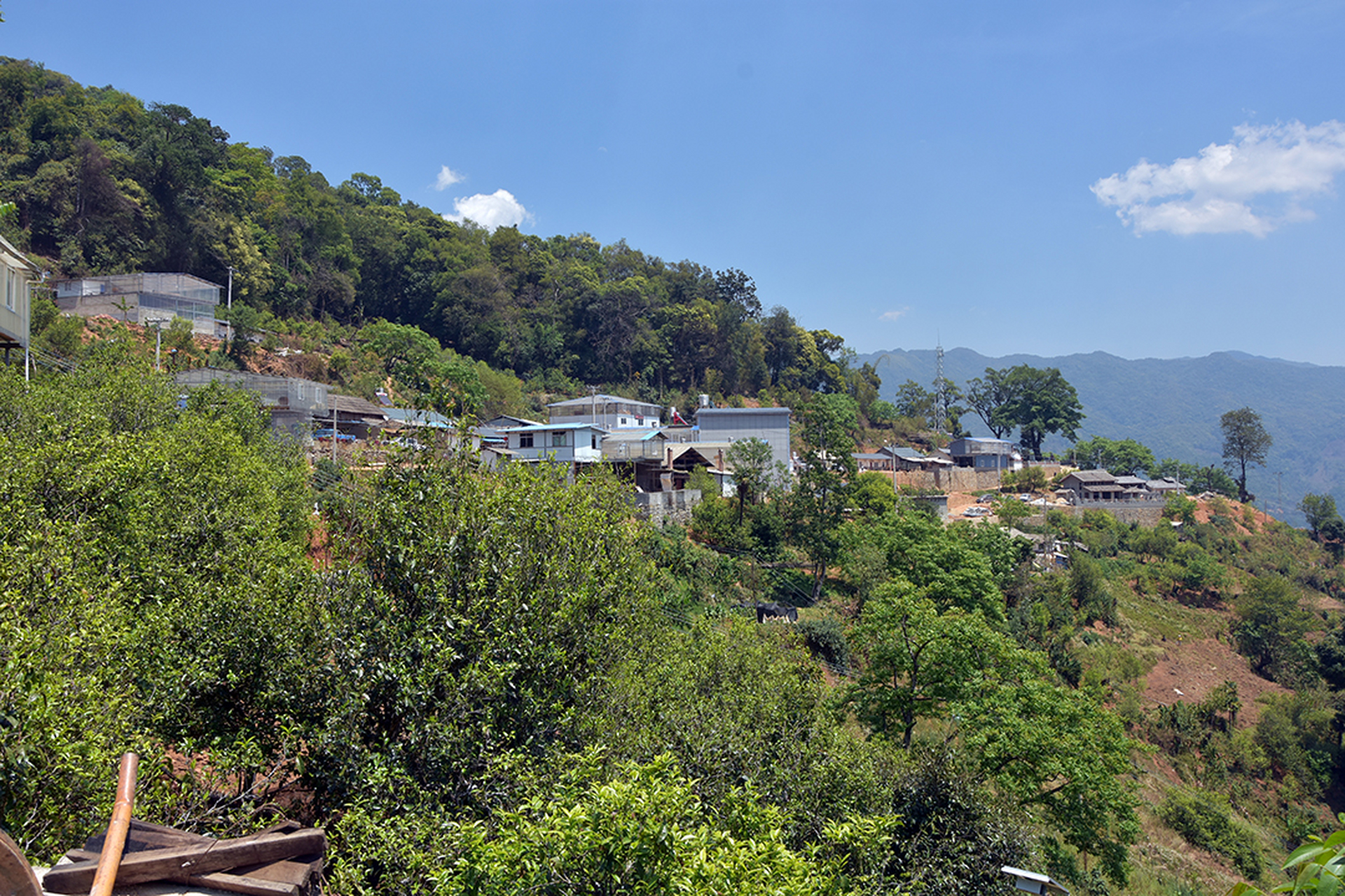 2022年冰岛地界头春大树357克饼 经过一年的存放,这款茶的特点愈发