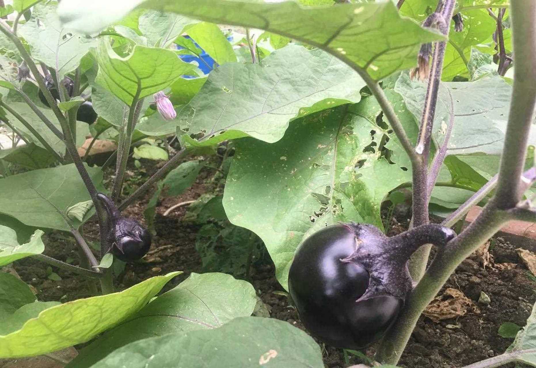 菜园子的蔬菜长势喜人,看着就辣的小辣椒,姿色浑圆的茄子,清香的旱