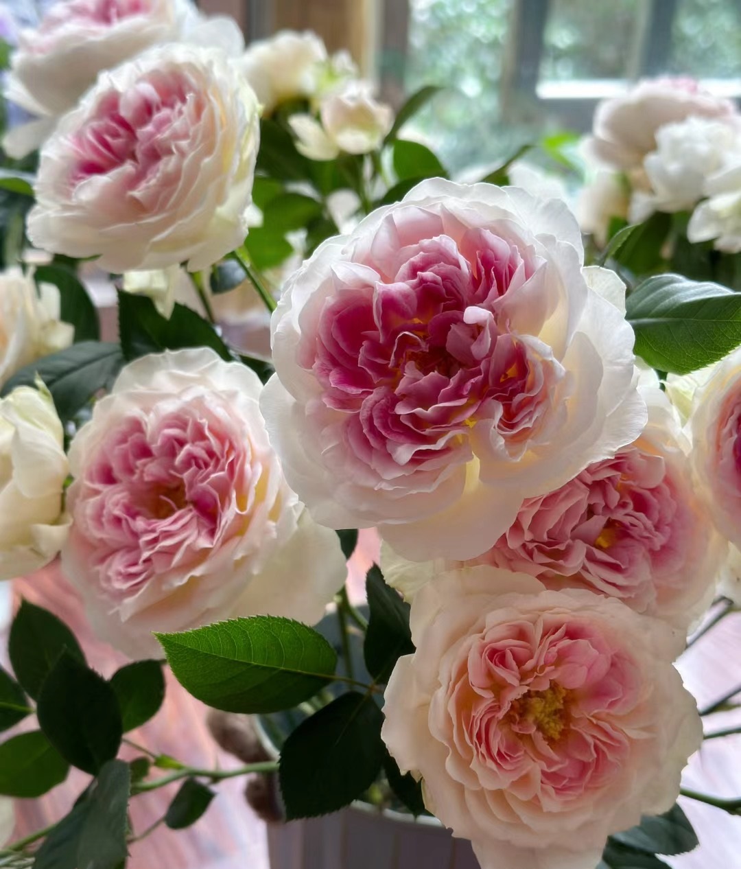 来带大家认识一个没啥缺点的品种——根西月季,又名假日岛芍药,小灌木