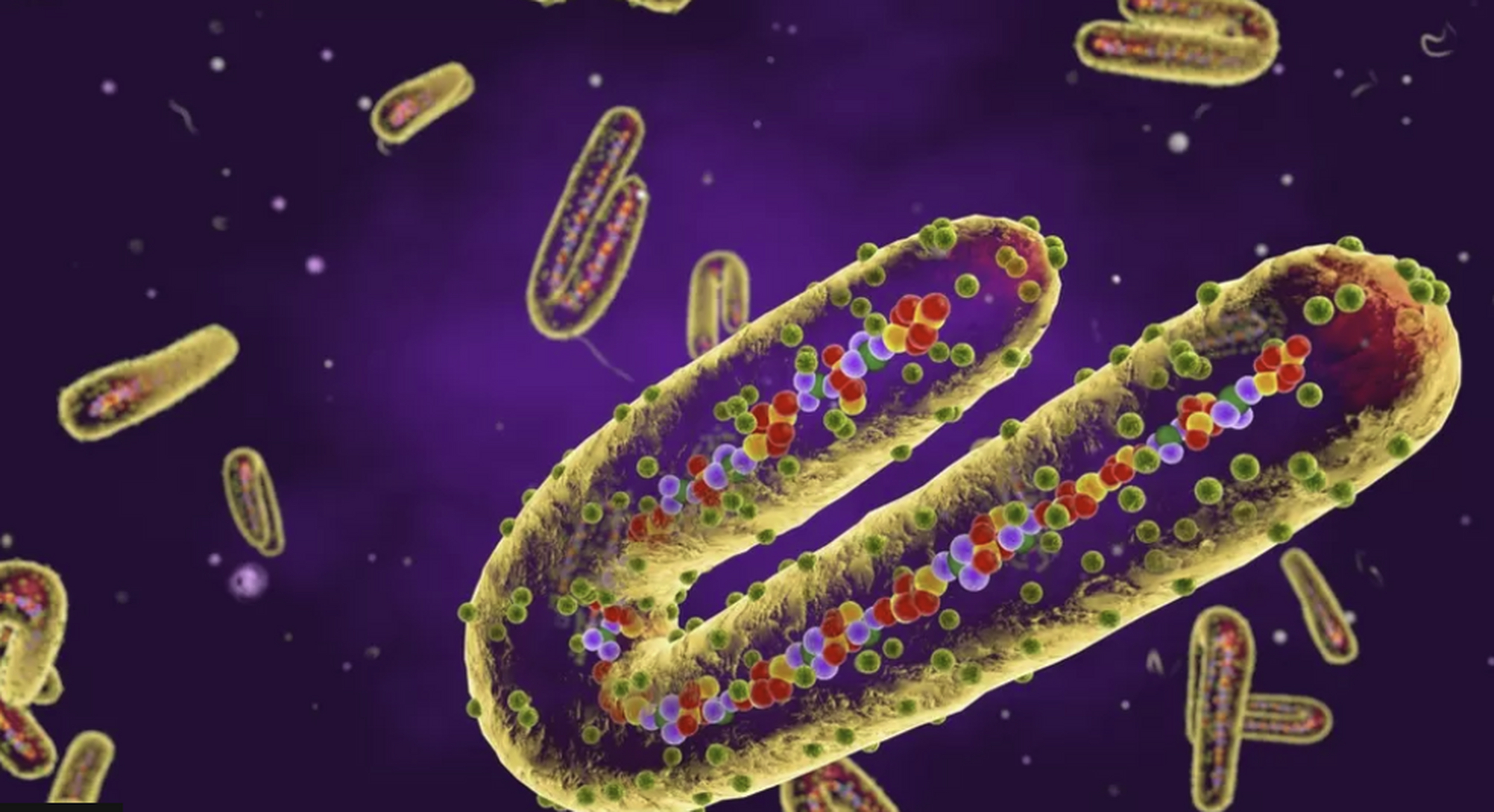 马尔堡病毒已在坦桑尼亚西北部的卡盖拉地区造成 5 人死亡.