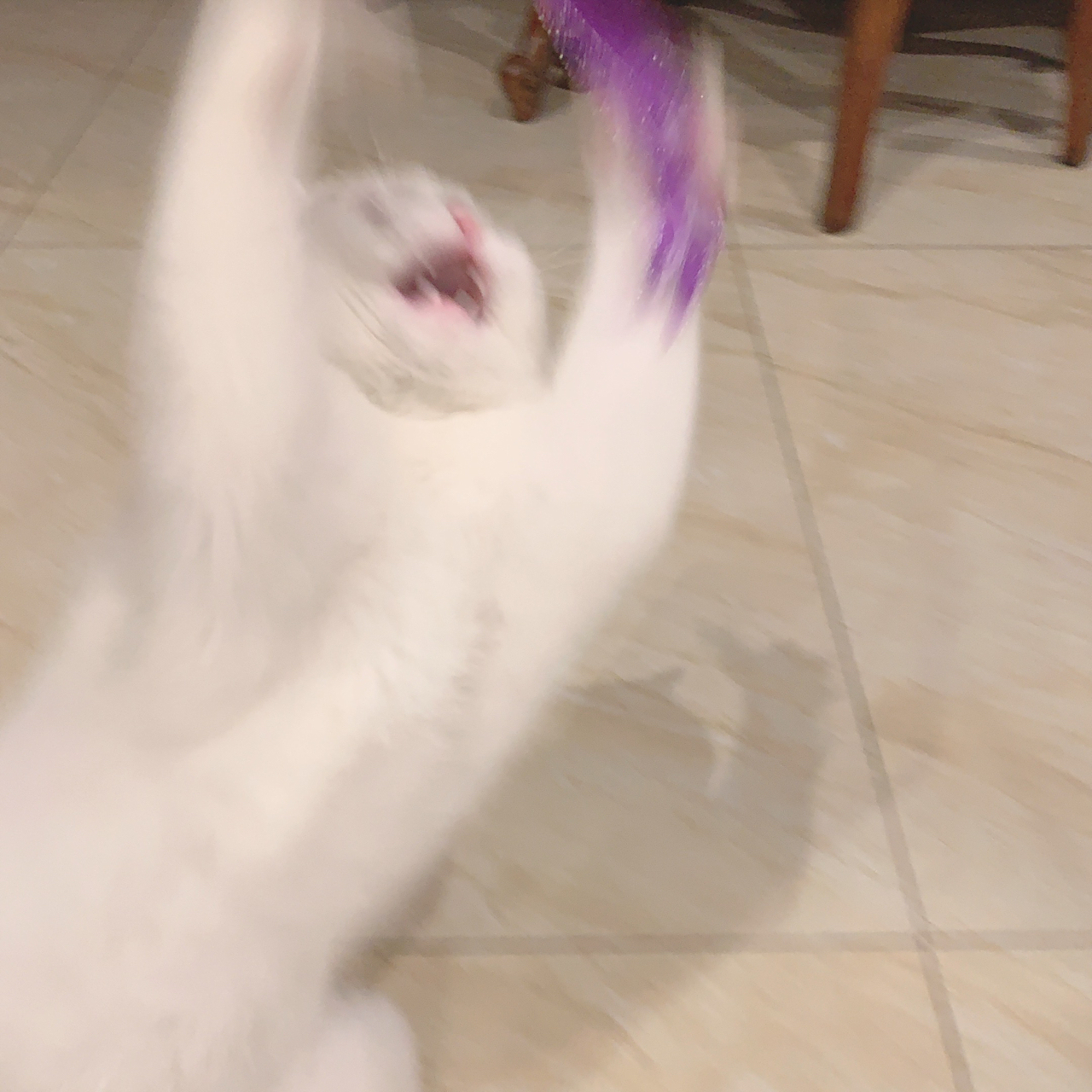 本来想用逗猫棒拍出安安可爱的样子,拍完后才发现全是表情包