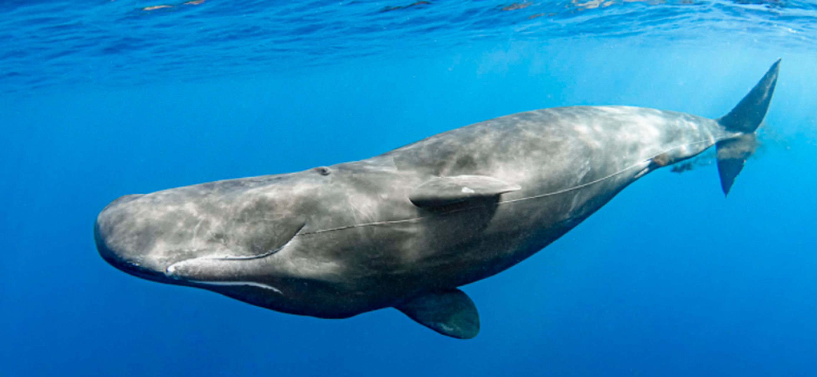 whale /we01l/ 源自自古英语 hwael,原本指大型海洋生物,鲸,海象等