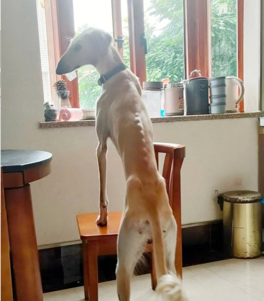 网友:终于见识到什么叫细狗了 #搞笑趣味图