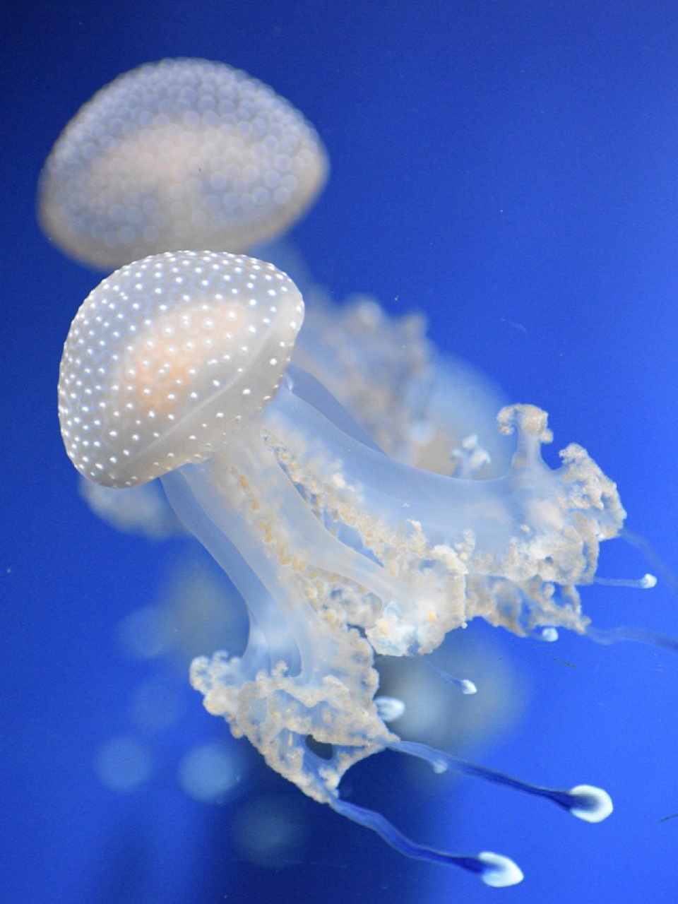 3纲,5目,250余种 简介:是水生环境中重要的浮游生物,水母是一种非常