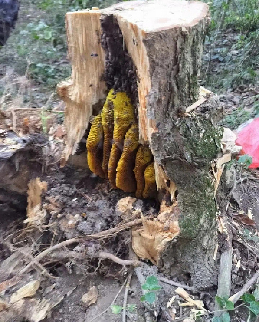 野生蜂蜜会过期吗还能吃吗有毒吗(野生蜂蜜会过期吗还能吃吗有毒吗视频)