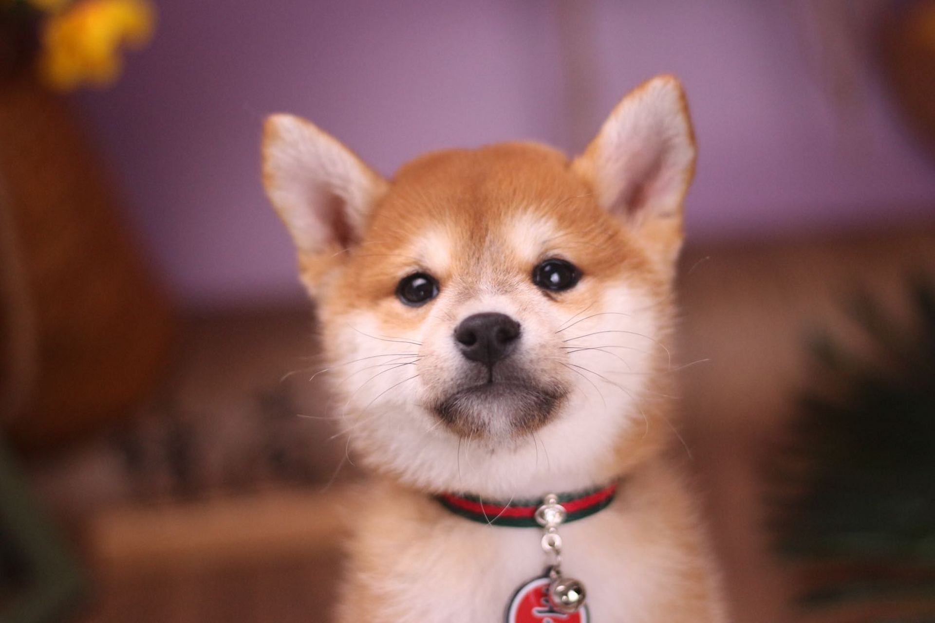 柴犬价格多少钱一只幼犬黑色（柴犬价格多少钱一只）-第1张图片-潮百科