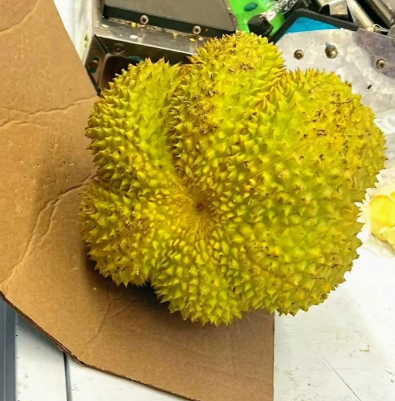 这样的榴莲是不是废了?以后可要长点记性