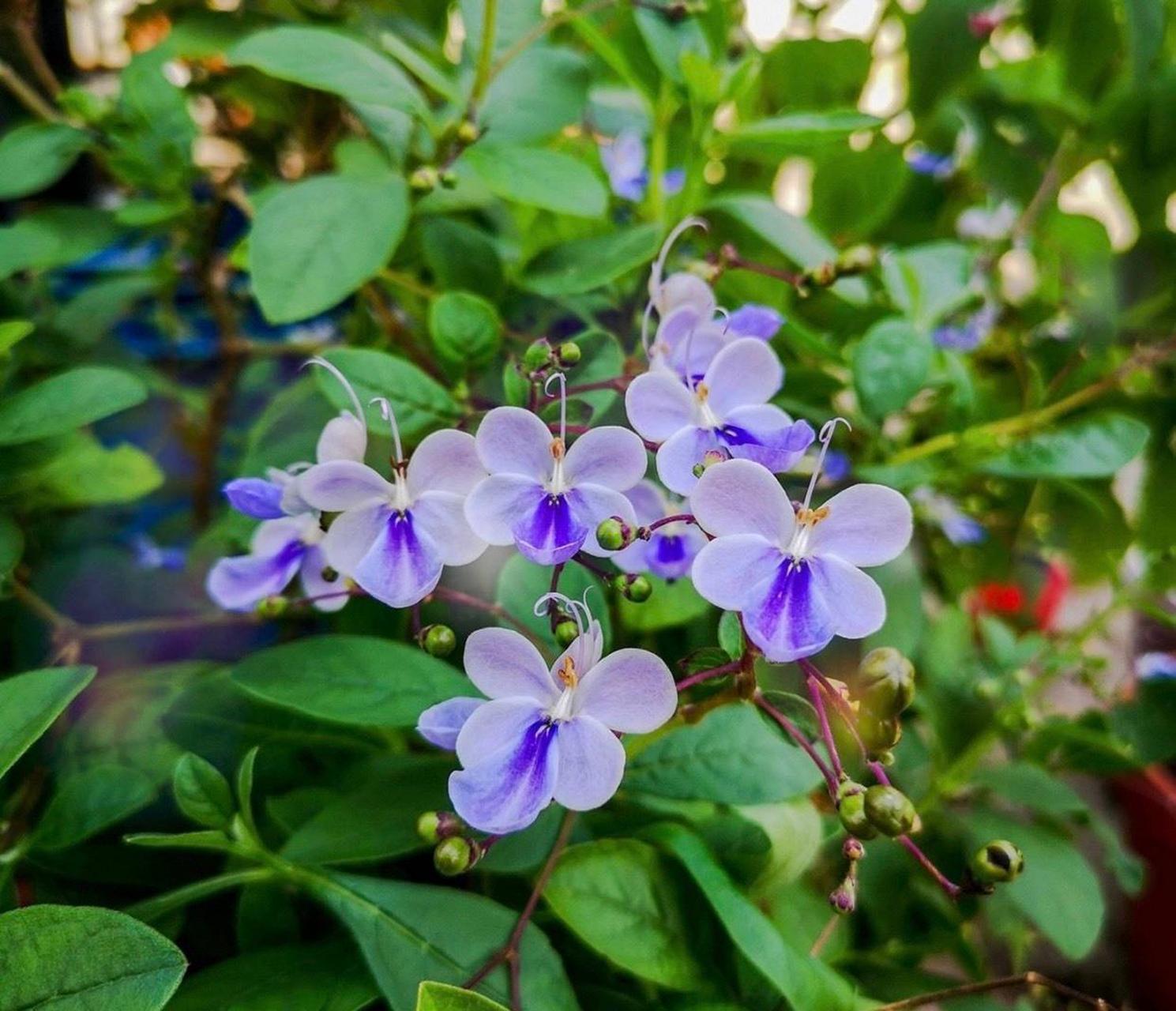 小型木本花卉图片