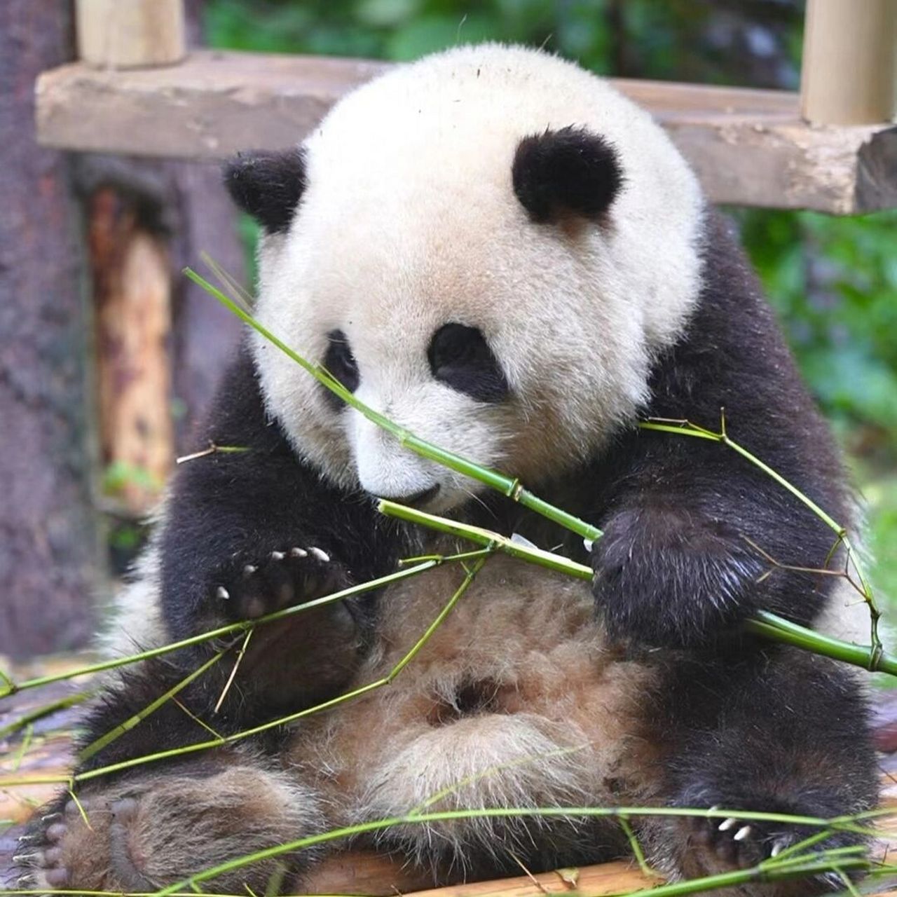 熊猫花花:不只是网红,更是自然教育的好伙伴 熊猫花花不仅仅是一个