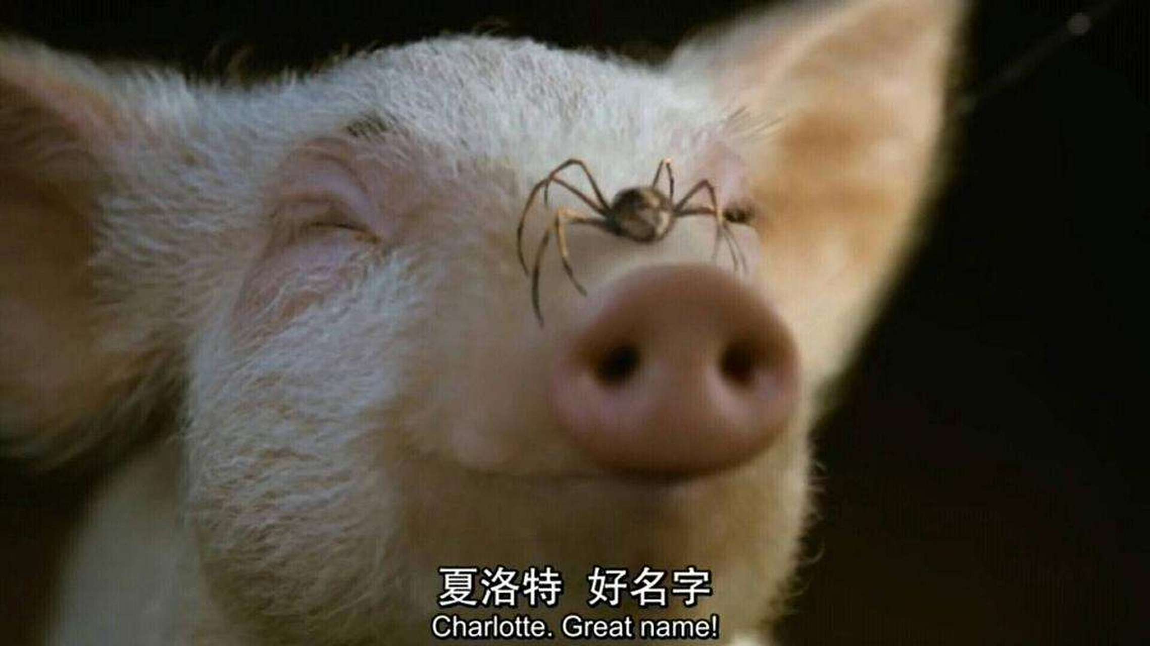 电影《夏洛特的网》中,春天出生的小猪威尔伯,因为过于瘦弱,差点出生