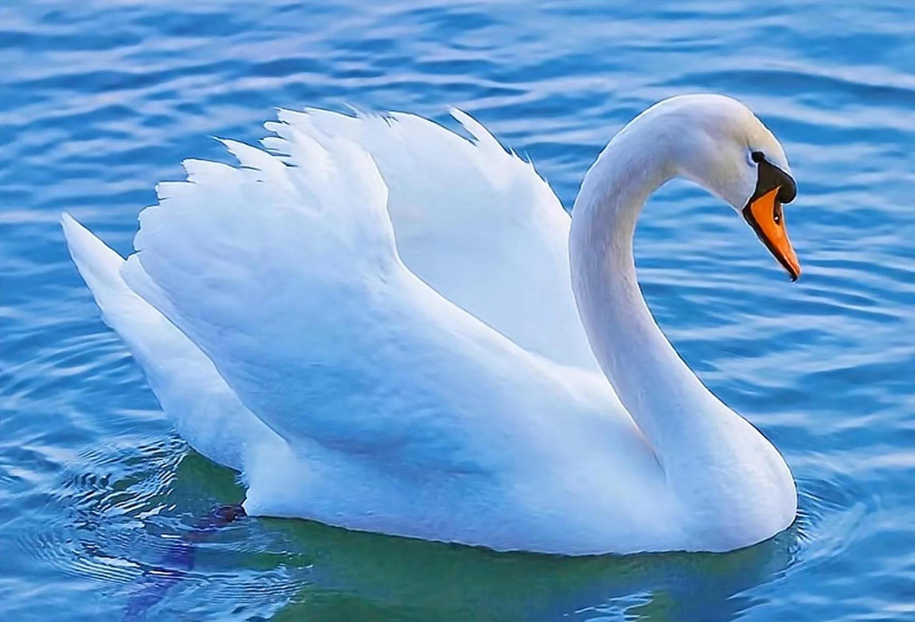 天鹅指雁族的鸟类,属游禽,是一种冬候鸟,国家二级保护动物.