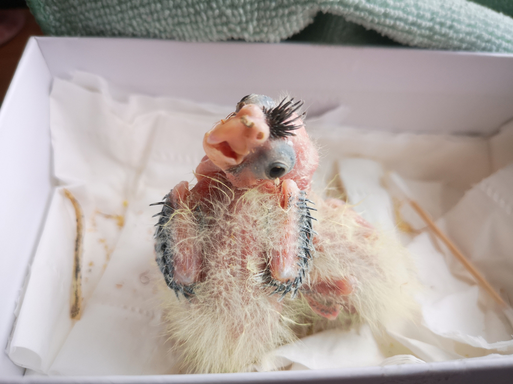 出壳二十天的玄凤鹦鹉幼鸟,一身薄薄的绒毛,乖萌可爱.