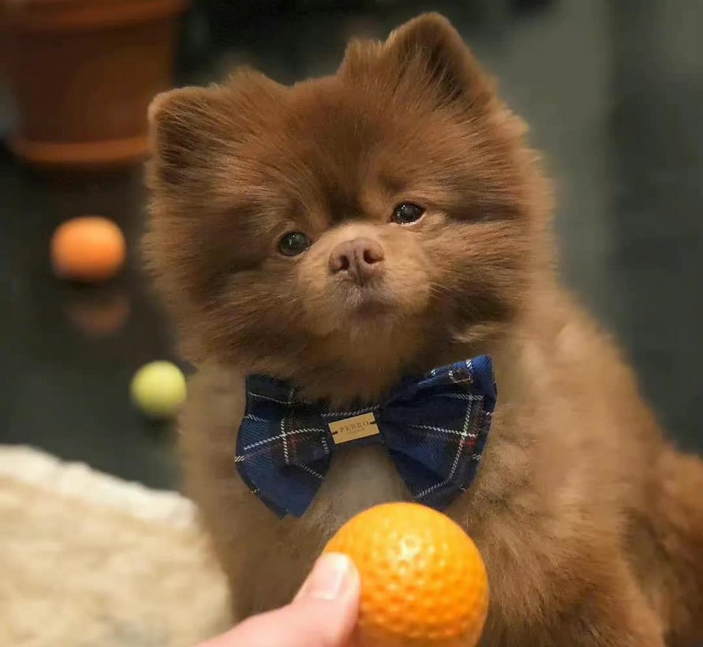 咖啡味的博美犬,闻一闻,是不是很香?[嘘]