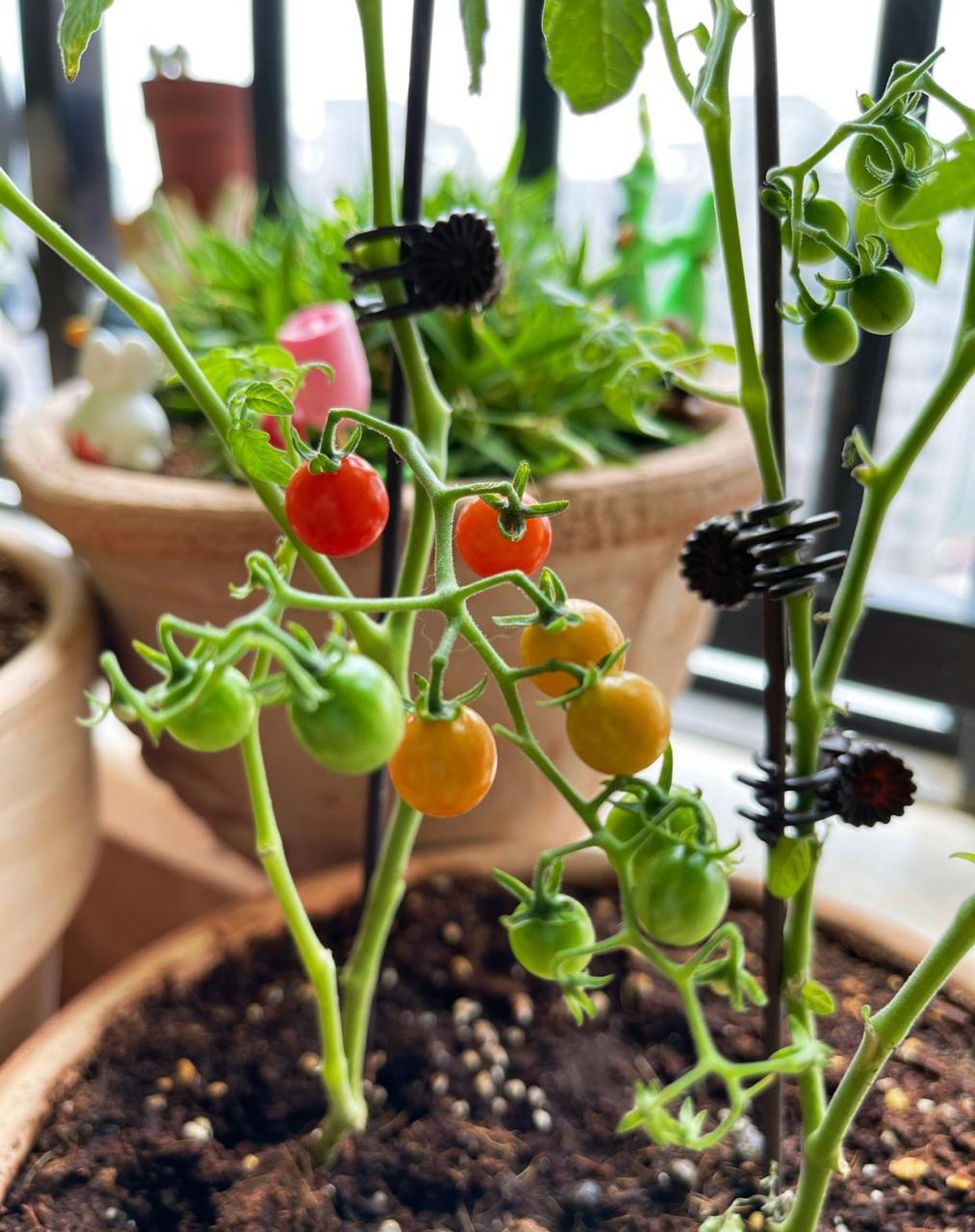 甜豌豆番茄的颜色开始变啦 虽然它的个头很小,但是迷你的小果实,看