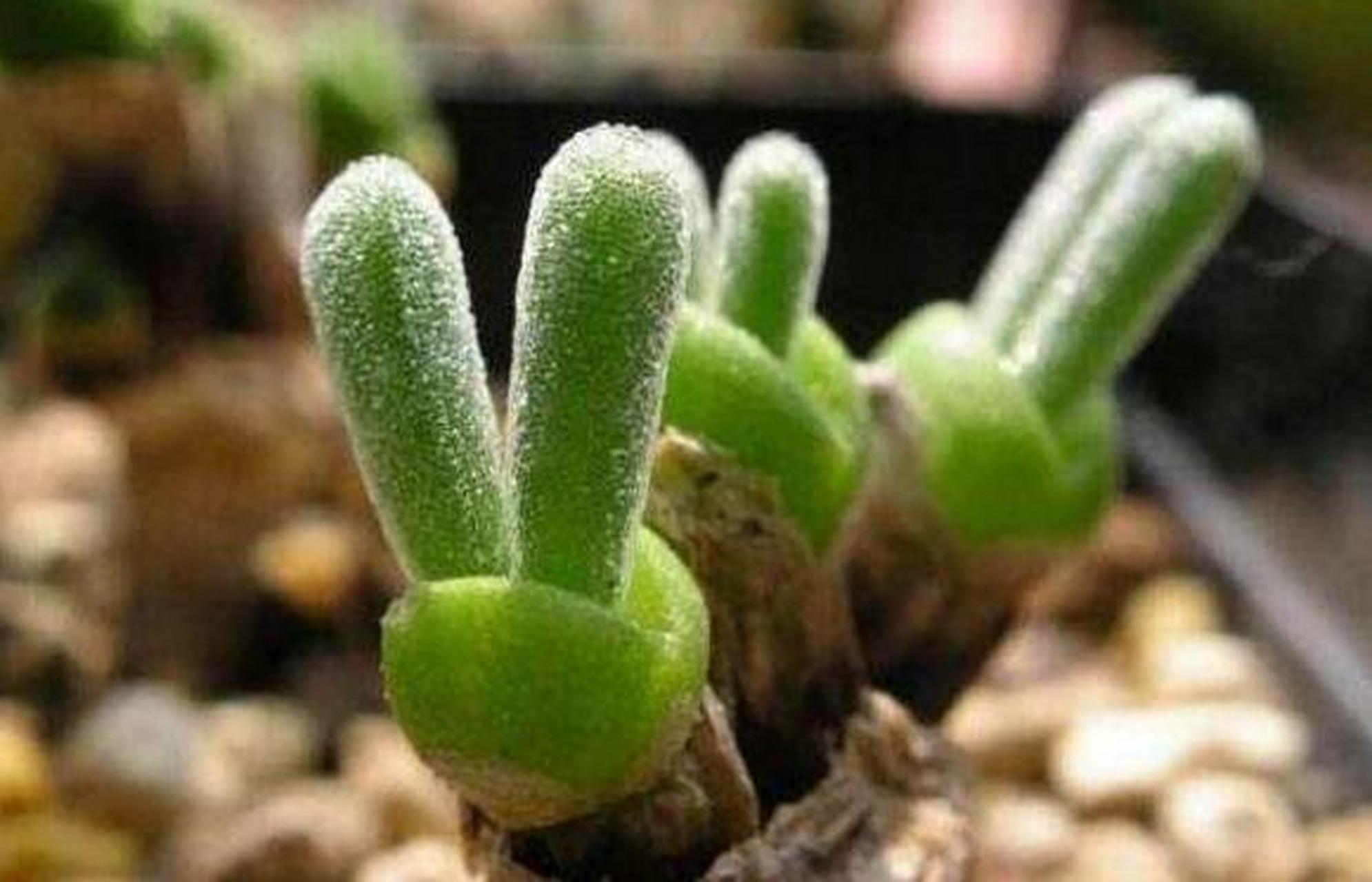 碧光环是一种来自于南非的多肉,是许多饲养多肉的爱好者最喜欢的一种