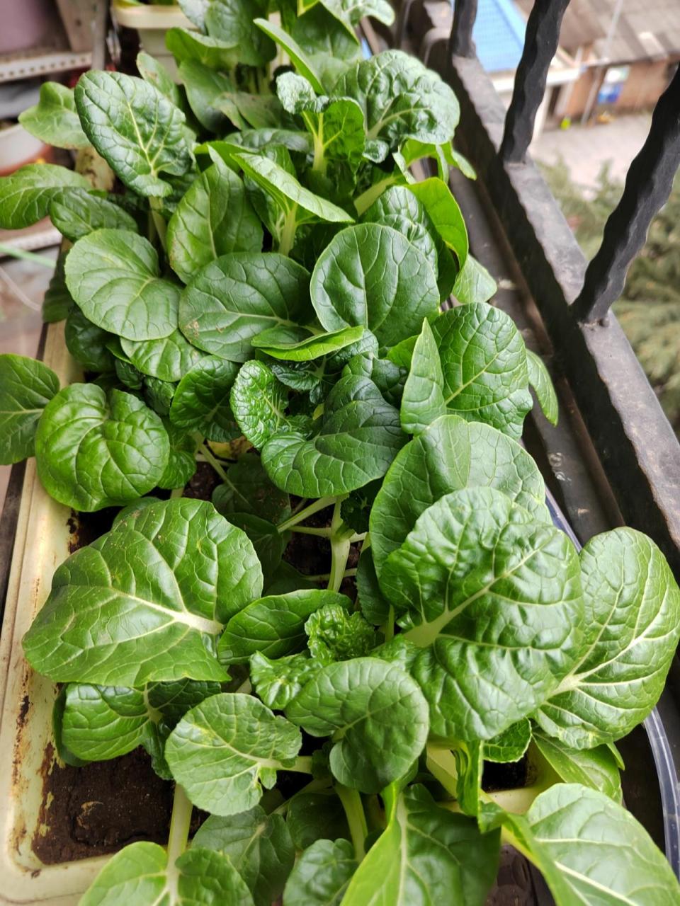 有那么一种蔬菜,长得像花一样,是耐寒蔬菜的代表,它就是乌塌菜.