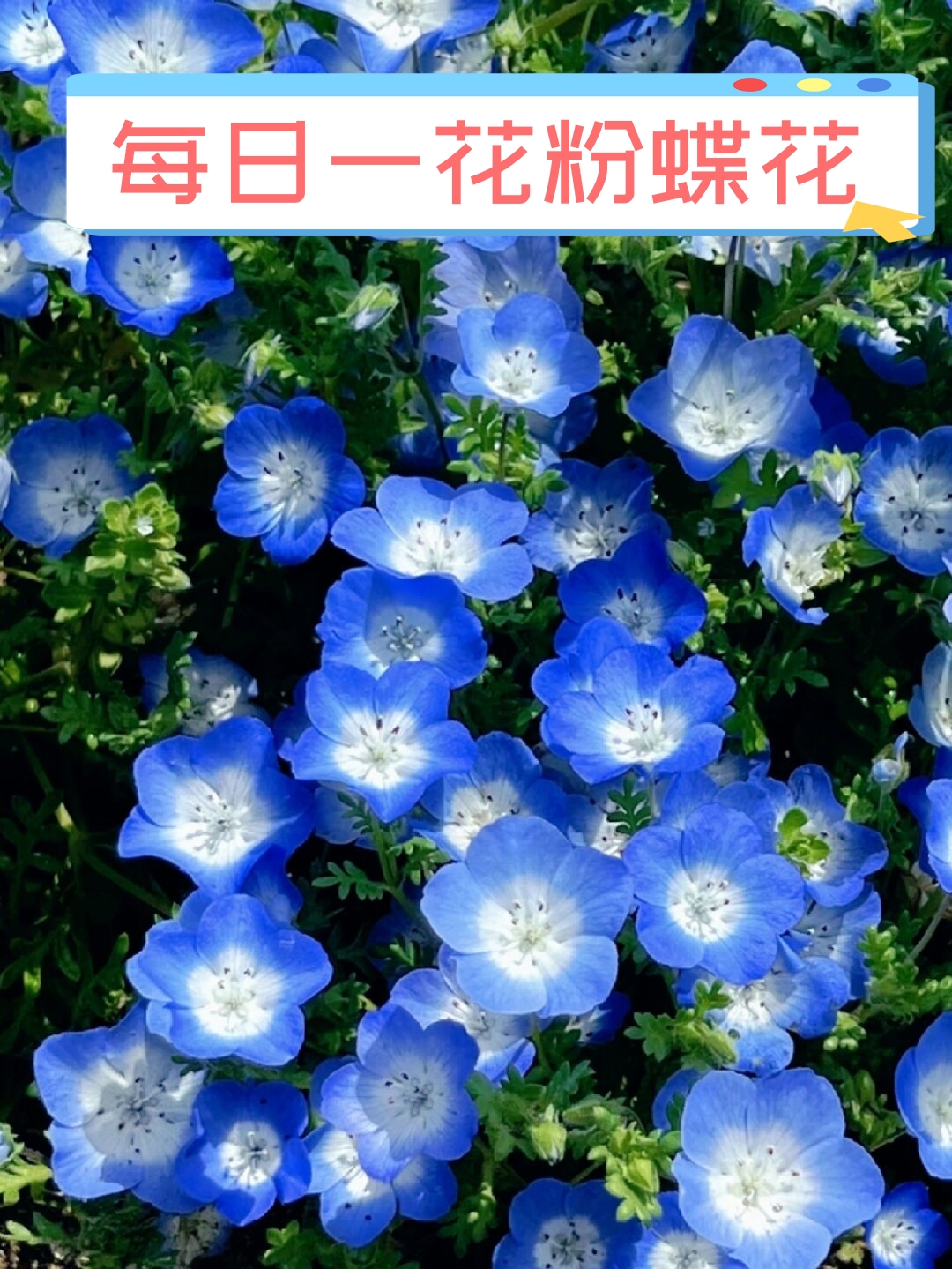 别名喜林草属于紫草科粉蝶花属的植物