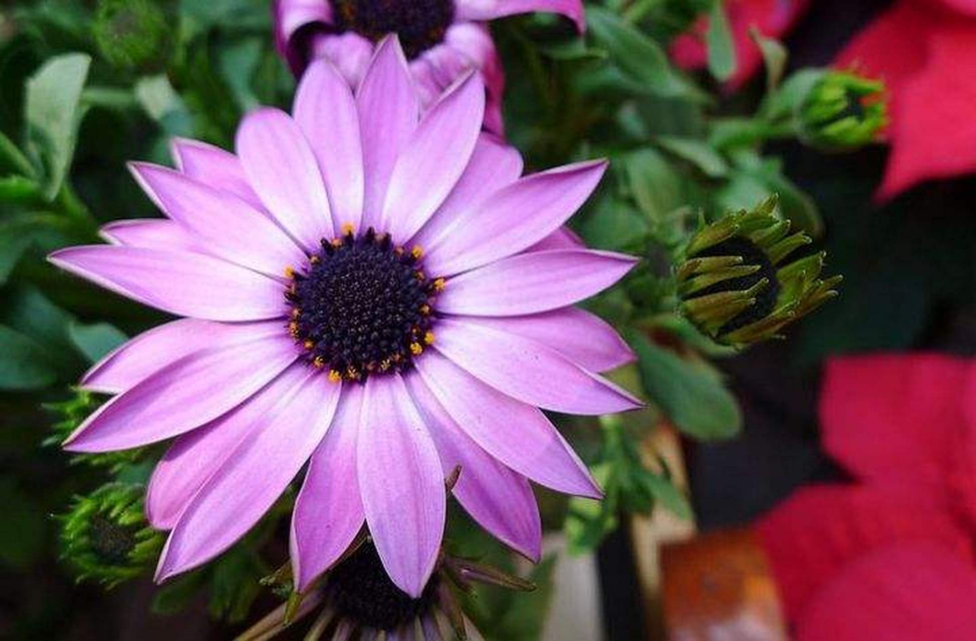 涓流计划#玛格丽特-粉色印象:正宗粉色,花蕊附近带有深色晕染,炕è