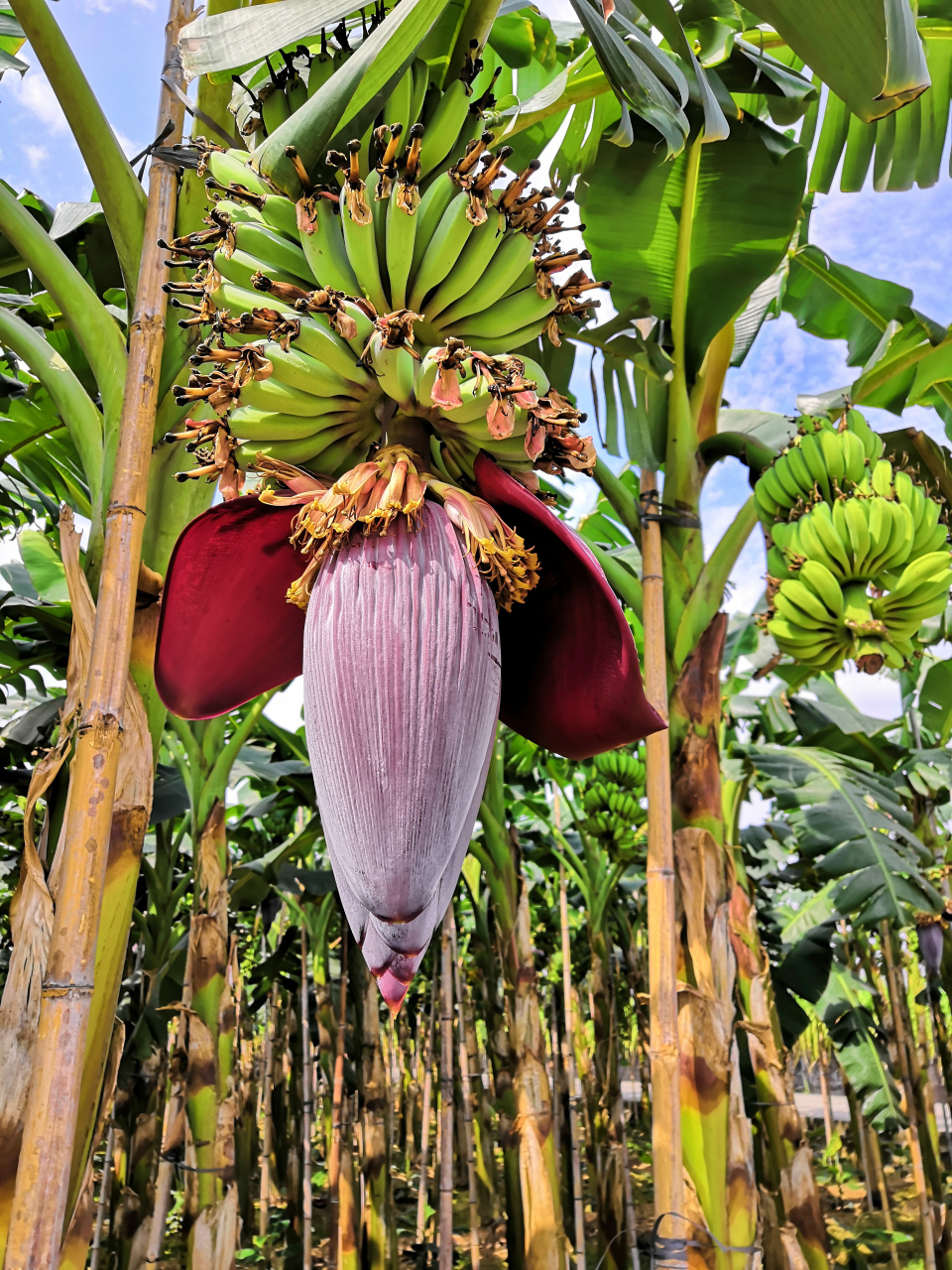 香蕉好吃,香蕉的花也很漂亮.