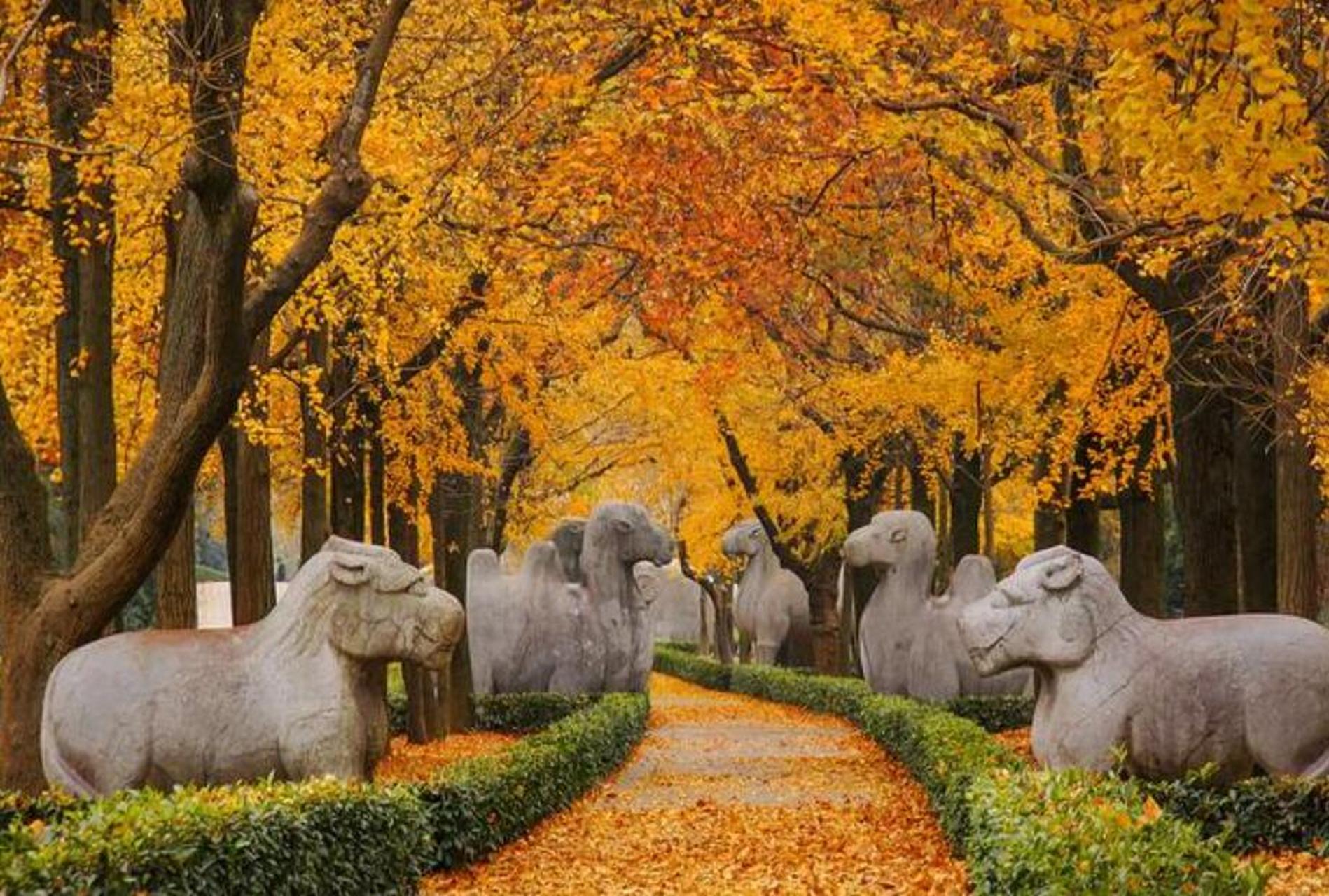 明孝陵的石像路,堪称"南京秋天最美的路".