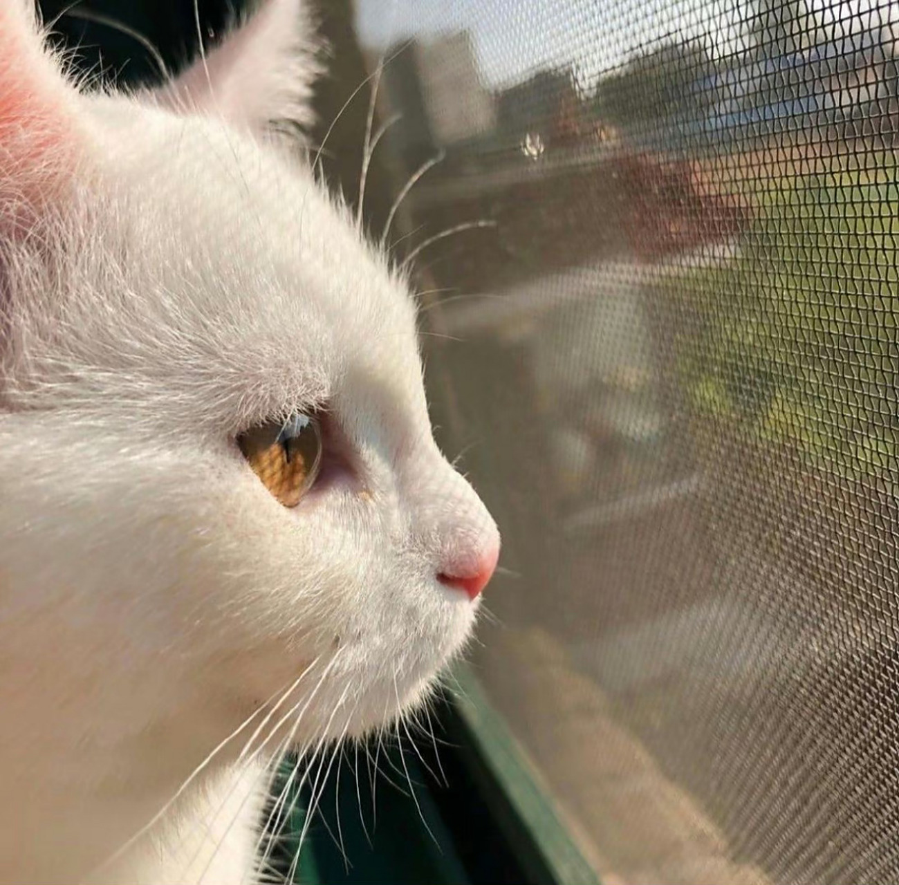 分享一波猫咪侧脸杀  #可爱猫咪 #猫咪头像 #猫咪