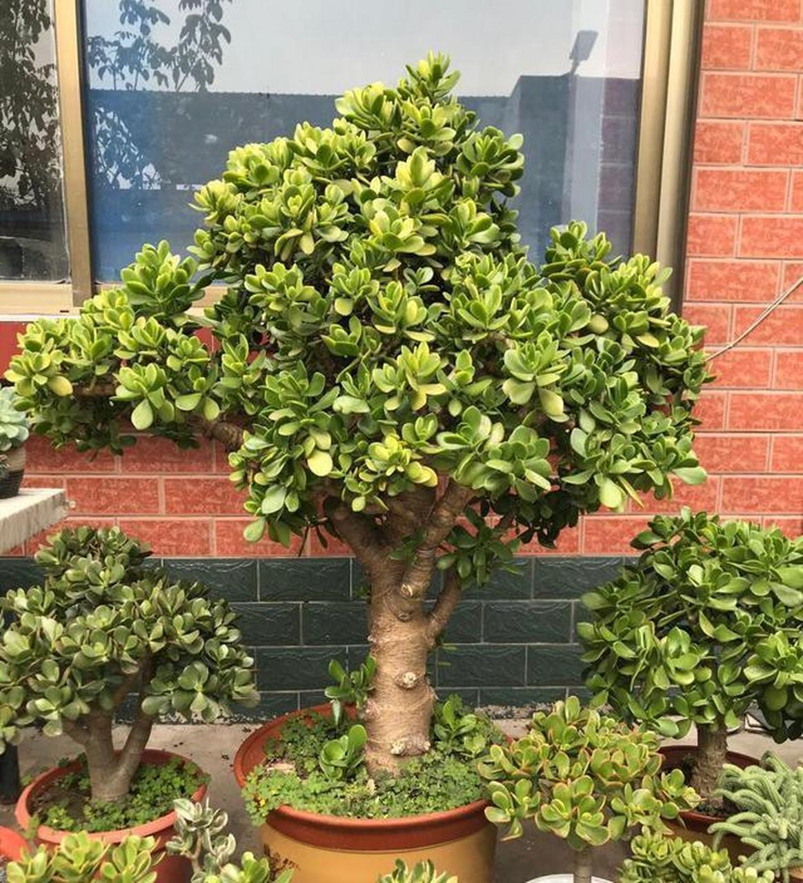 大户人家喜欢养的"长寿树",你家有吗?